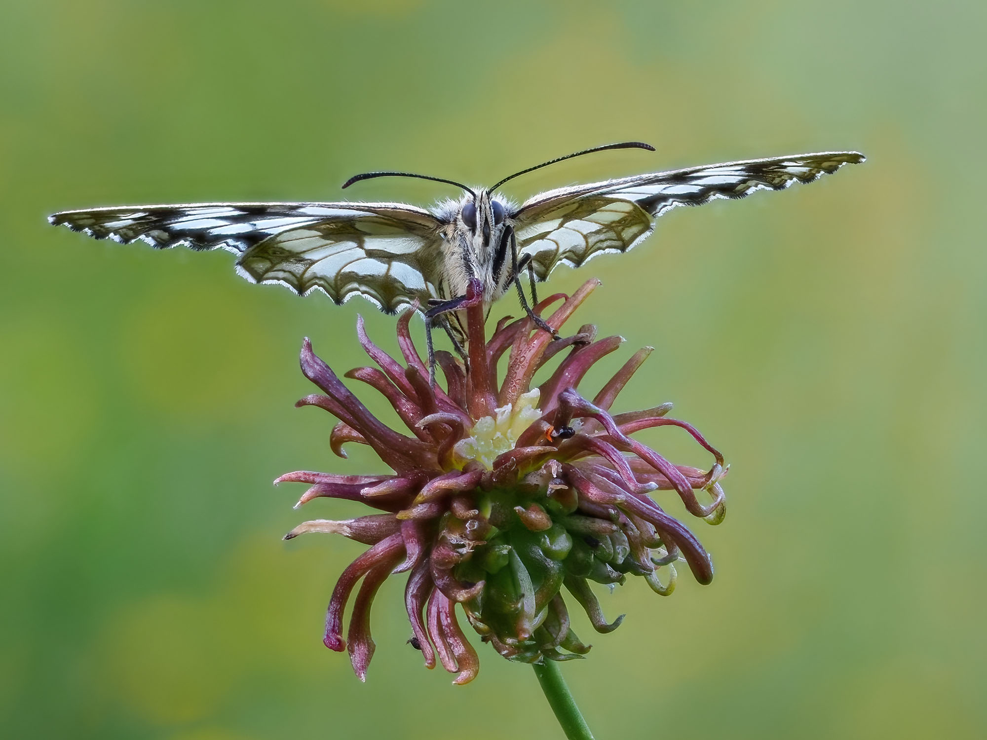 Melanargia galathea