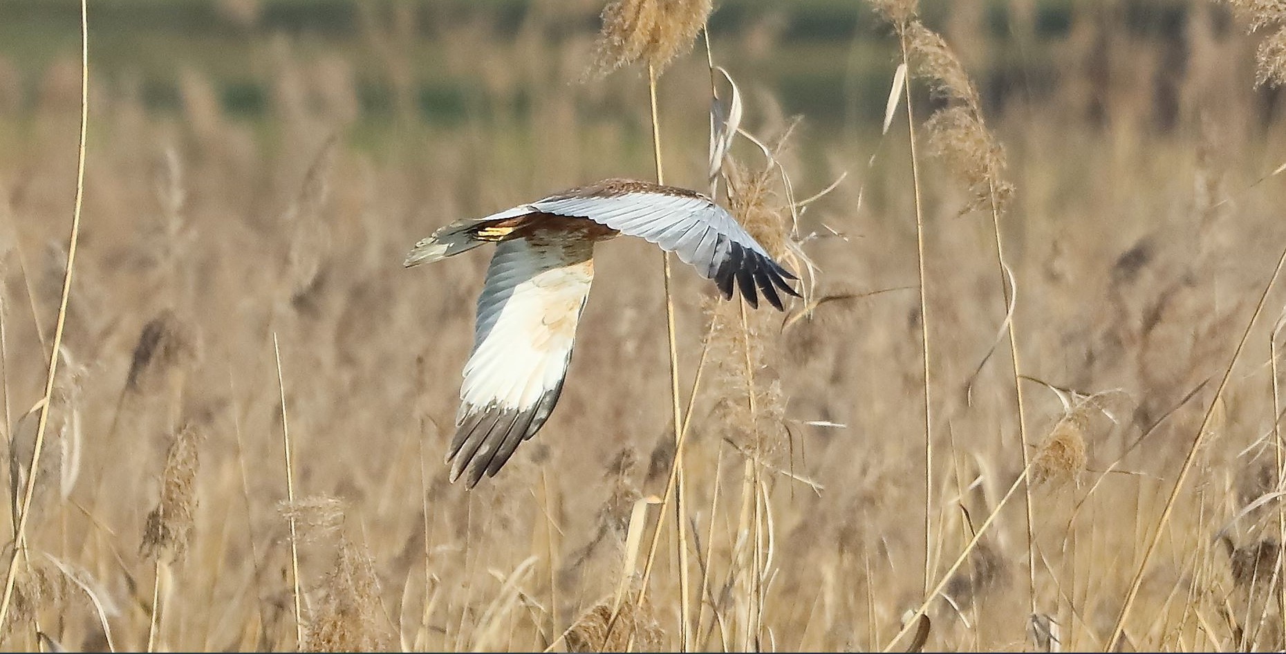 Falco di palude 03-02-2023