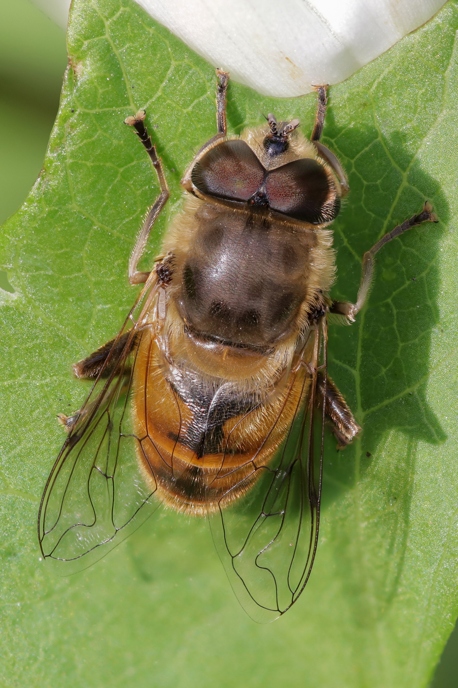 Eristalis sp.