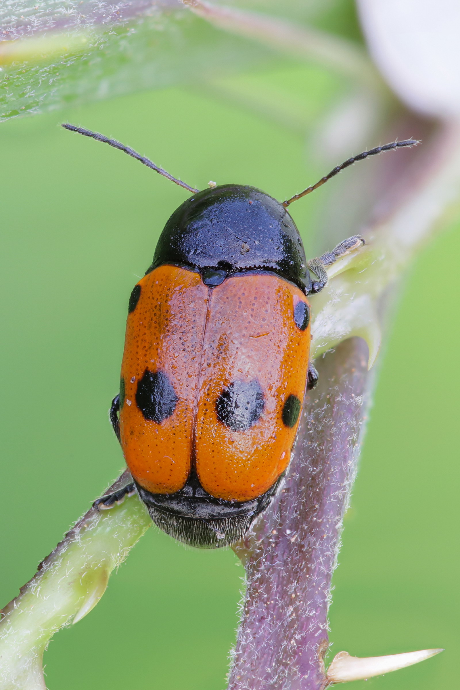 Cryptocephalus trimaculatus