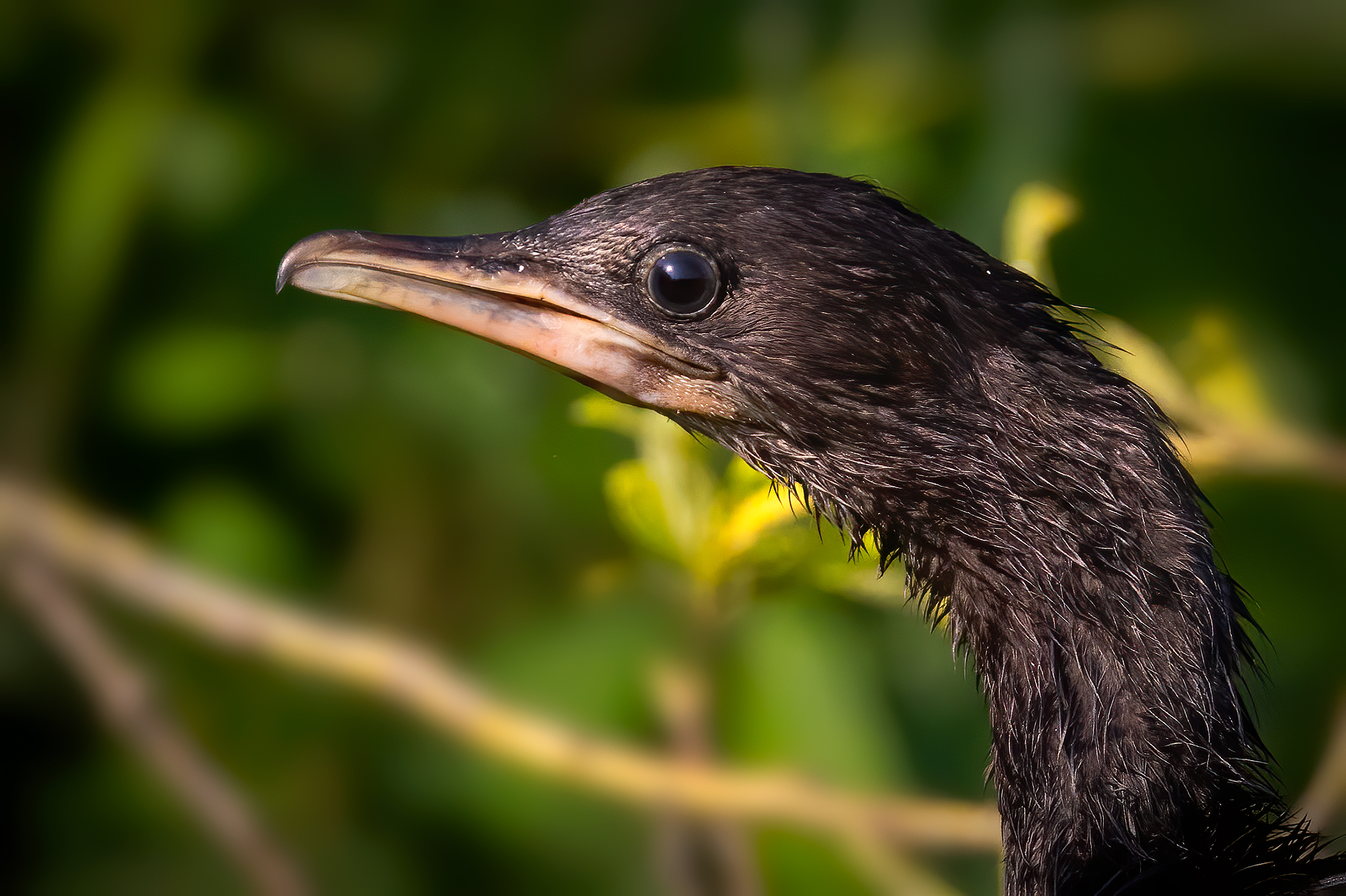 Ritratto di marangone minore