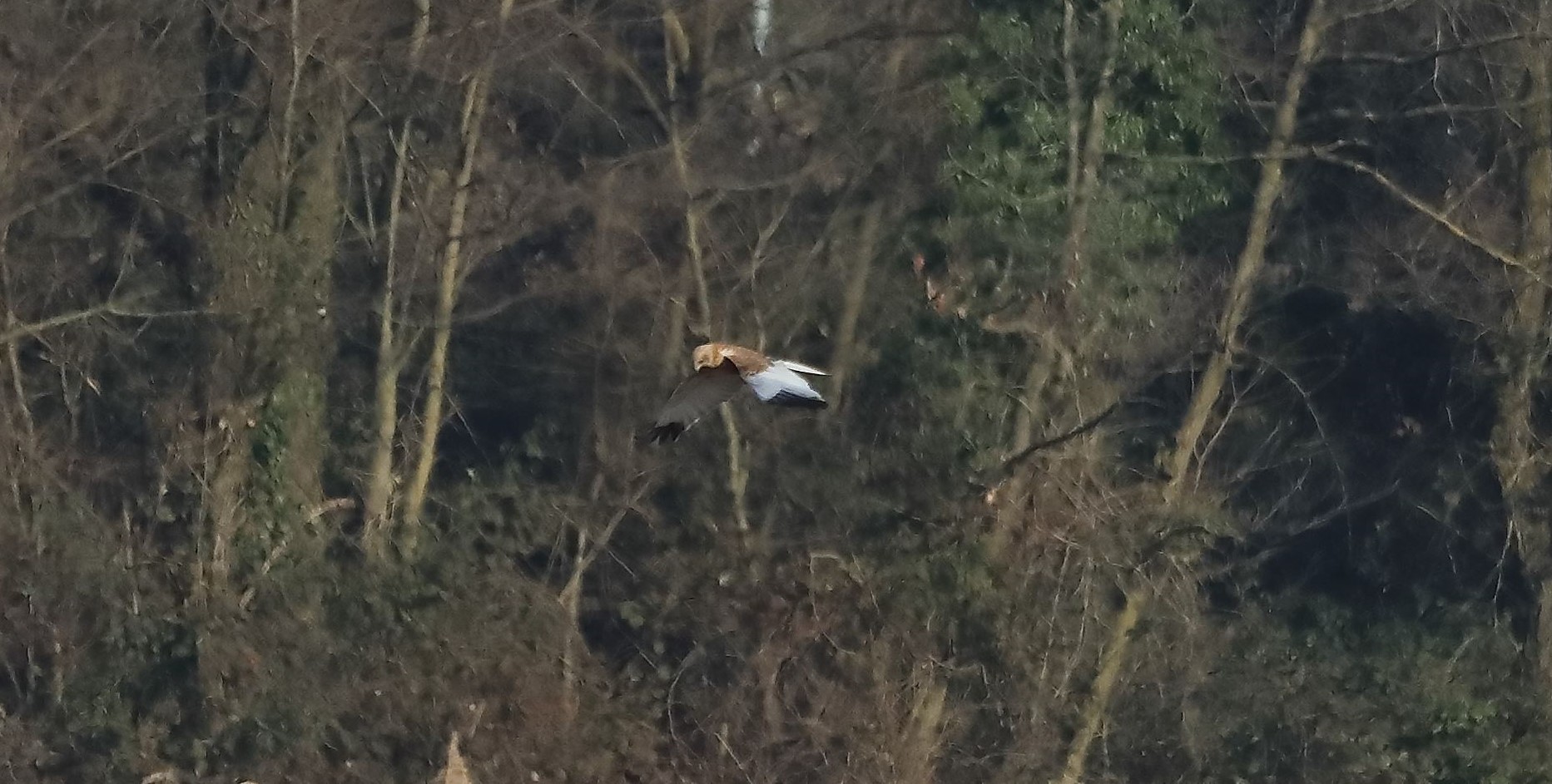 Falco di palude 03-02-2023