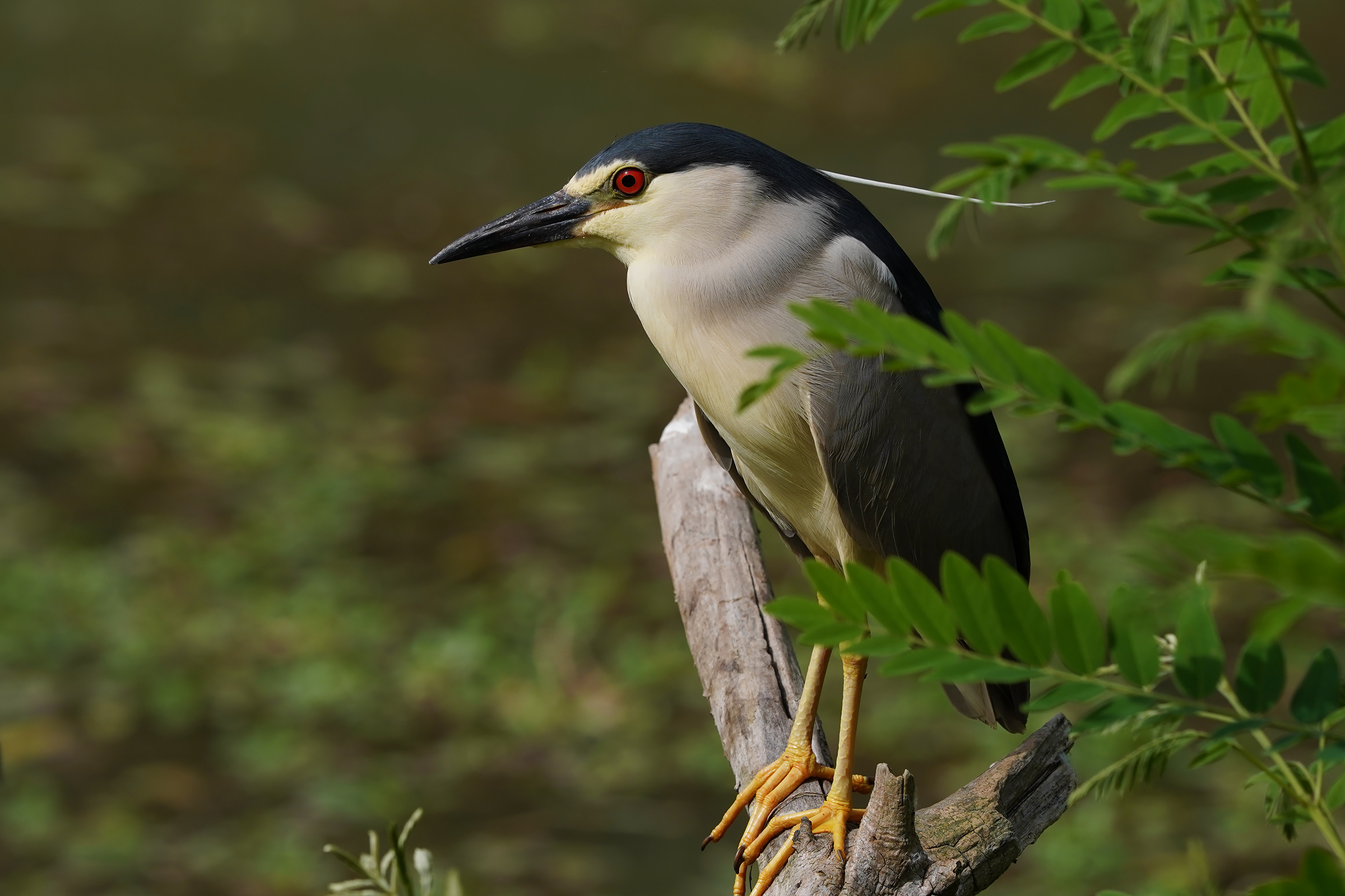 male nicticora