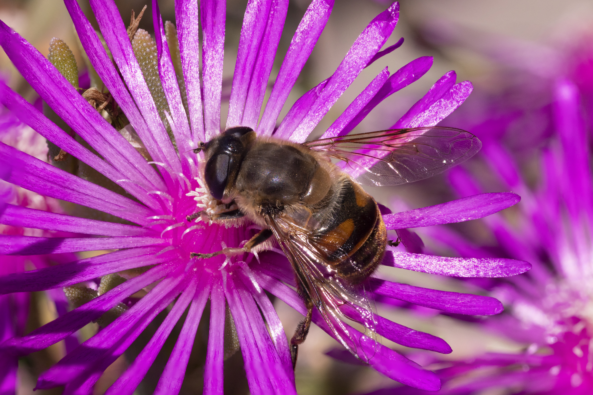 moscape -  Eristalis tenax