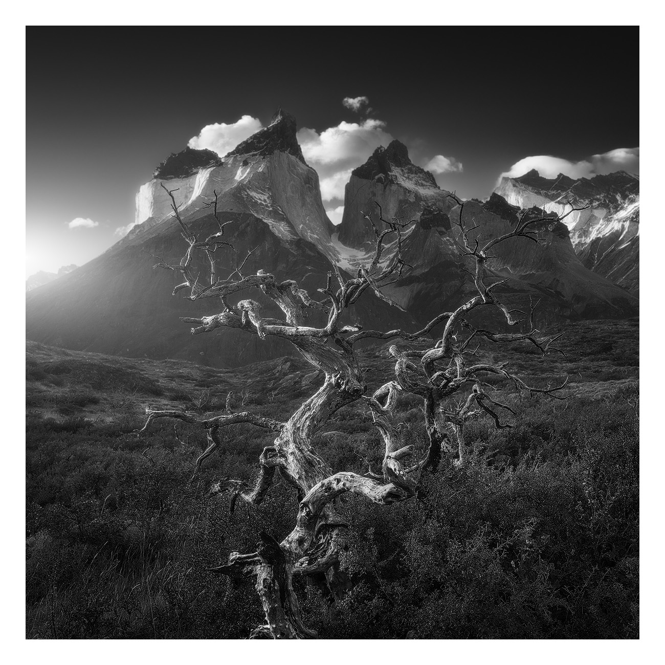 Patagonia gli alberi dell'incendio