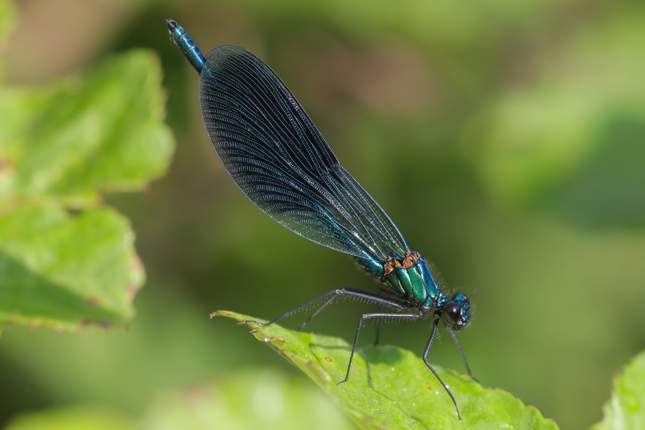 Calopteryx splendens male
