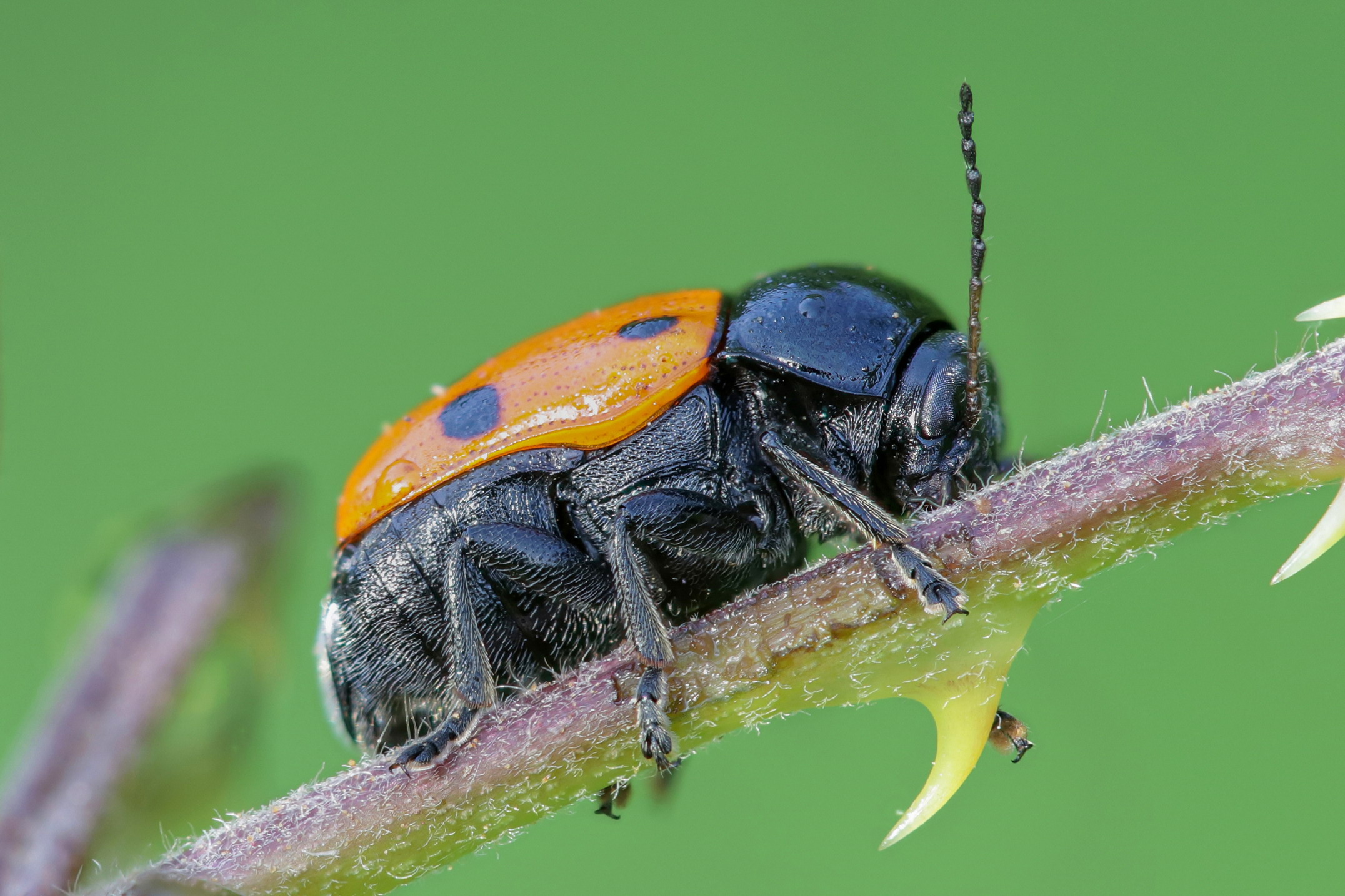 Cryptocephalus trimaculatus