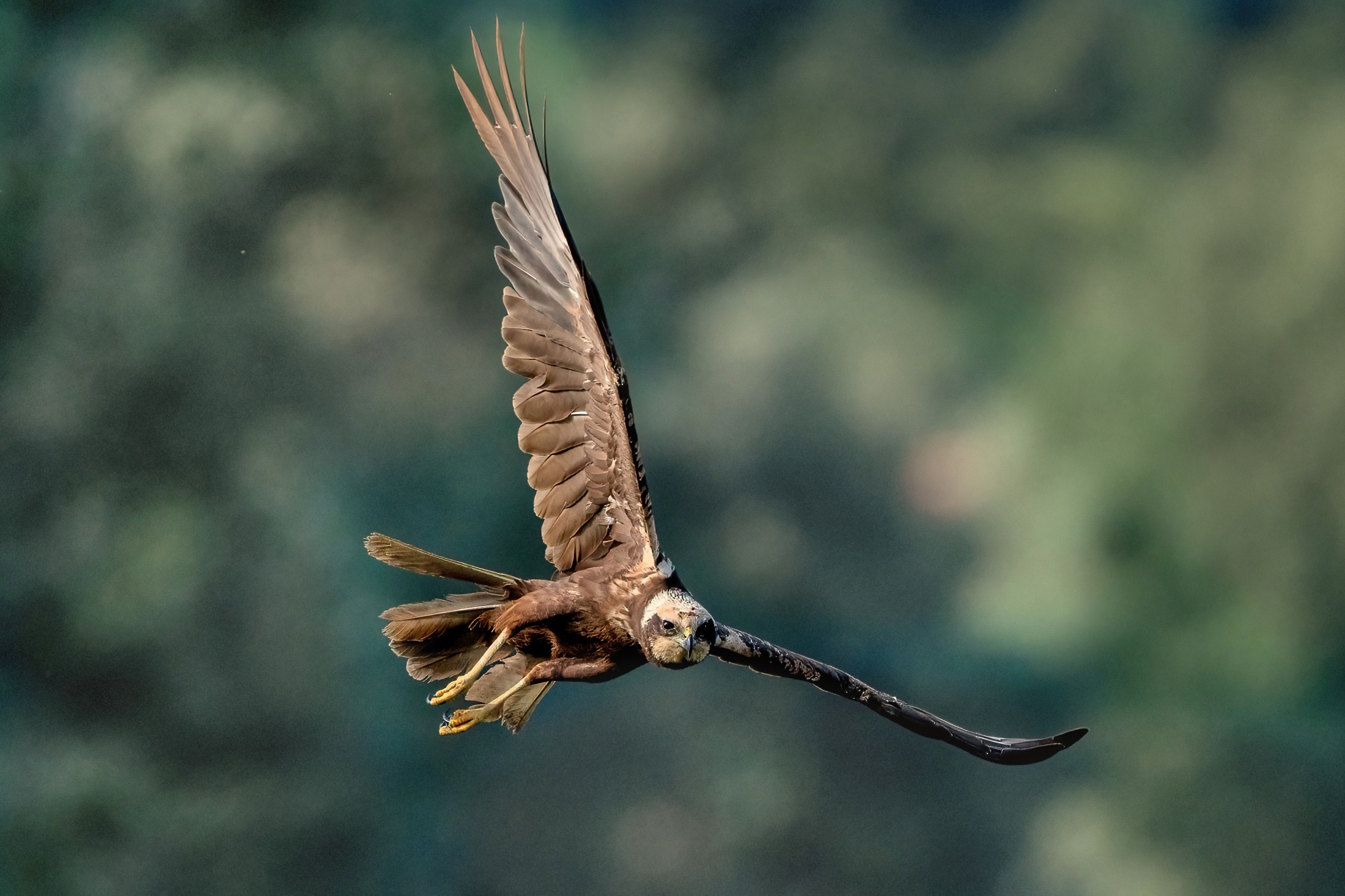 Marsh harrier (Circus aeruginosus)