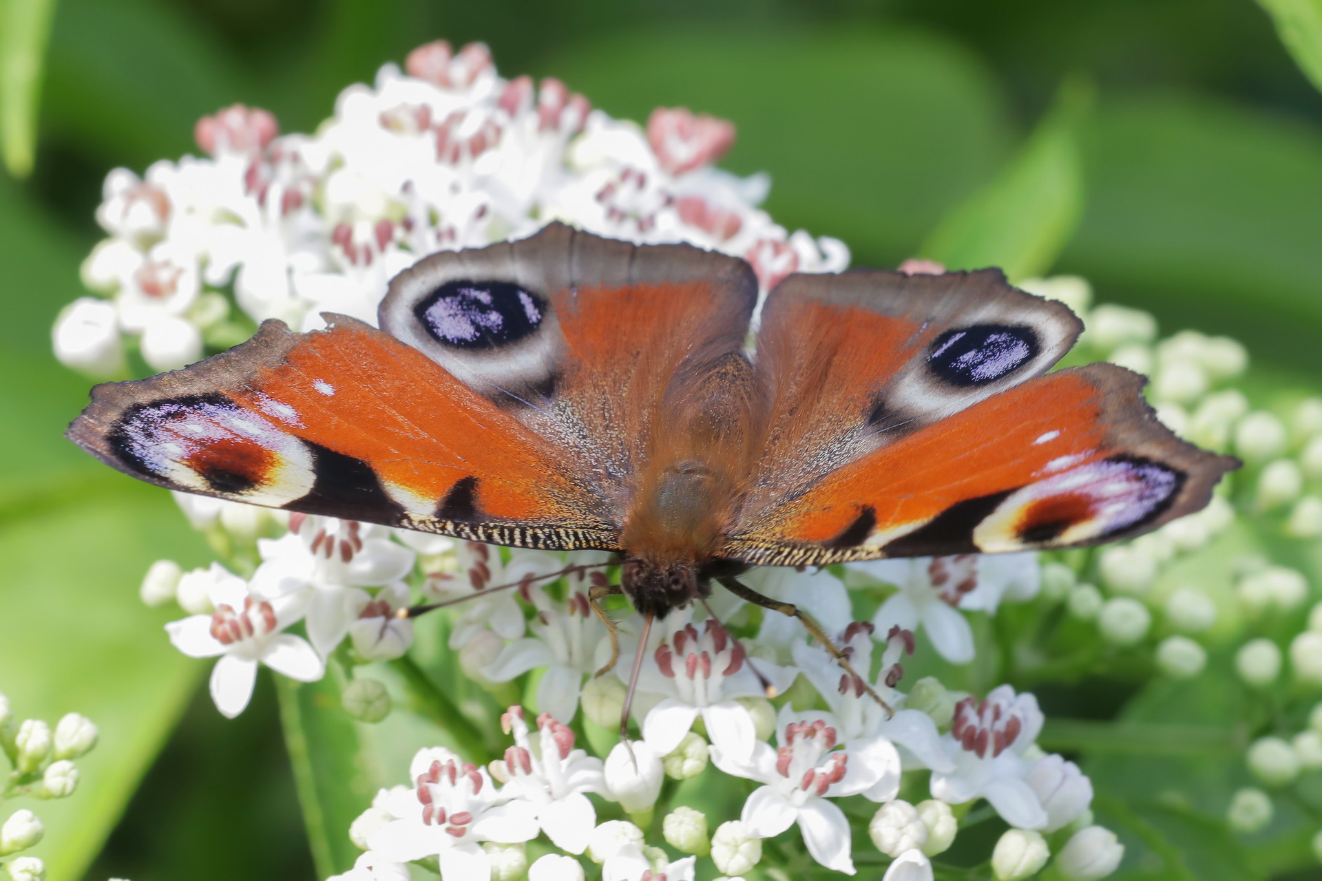 Aglais io (Peacock's eye)