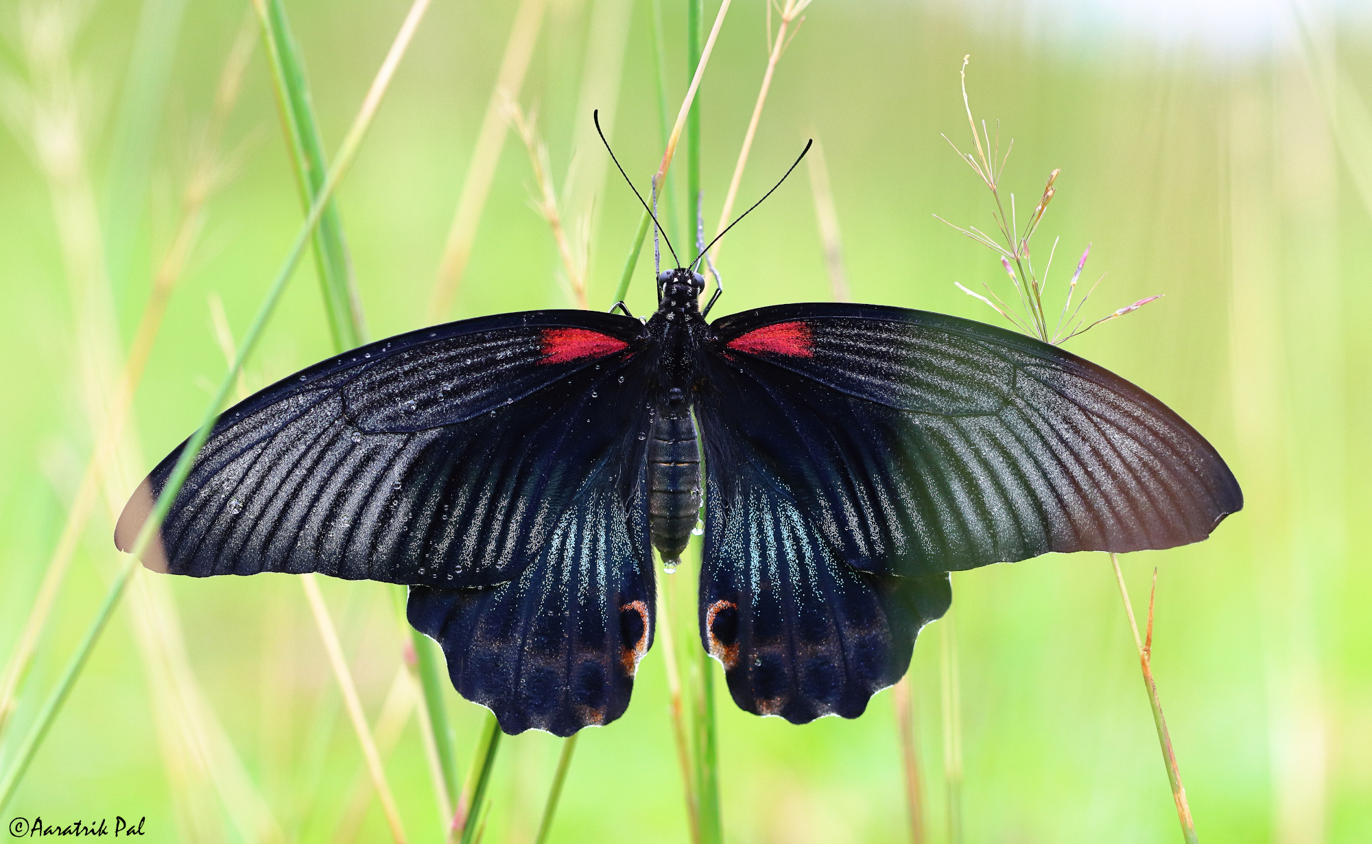 Great Mormon butterfly