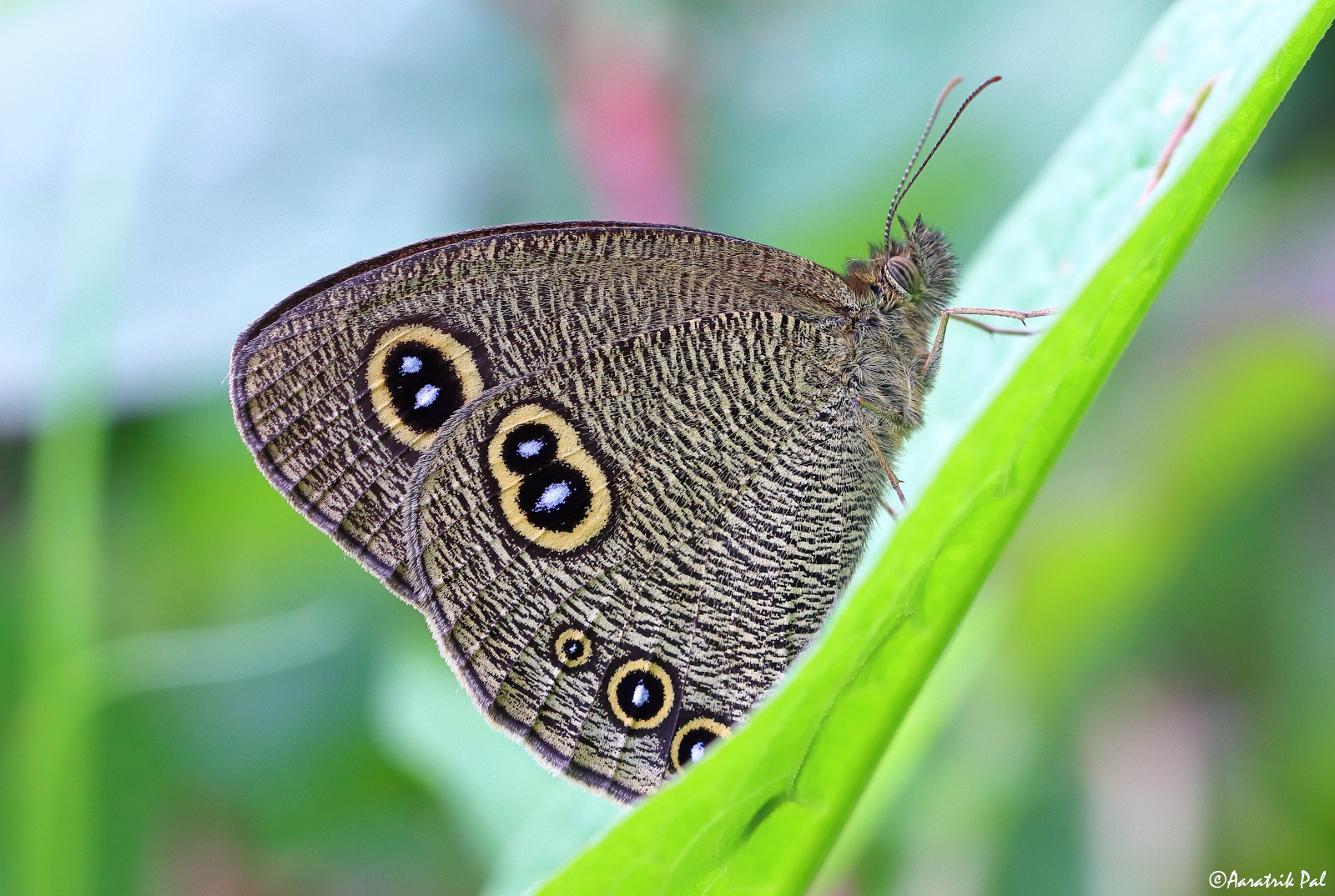 Himalayan Five-ring butterfly