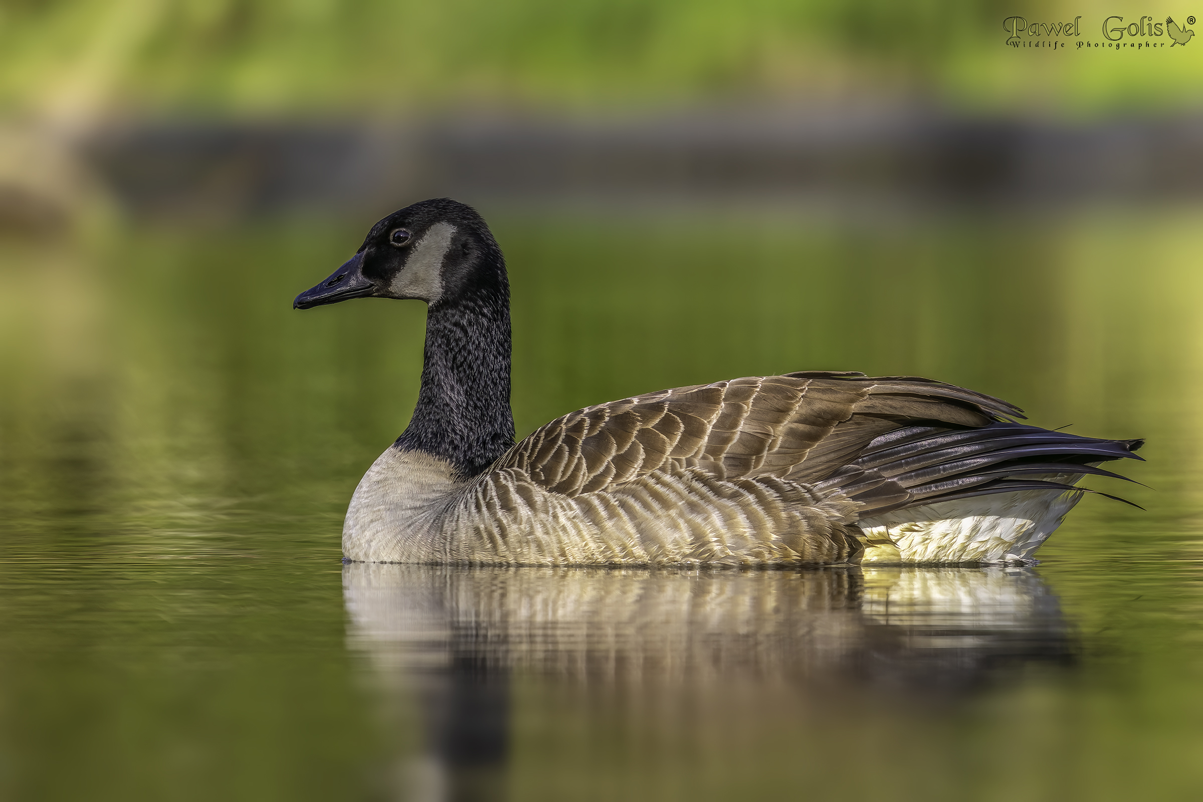 Oca canadese (Branta canadensis)