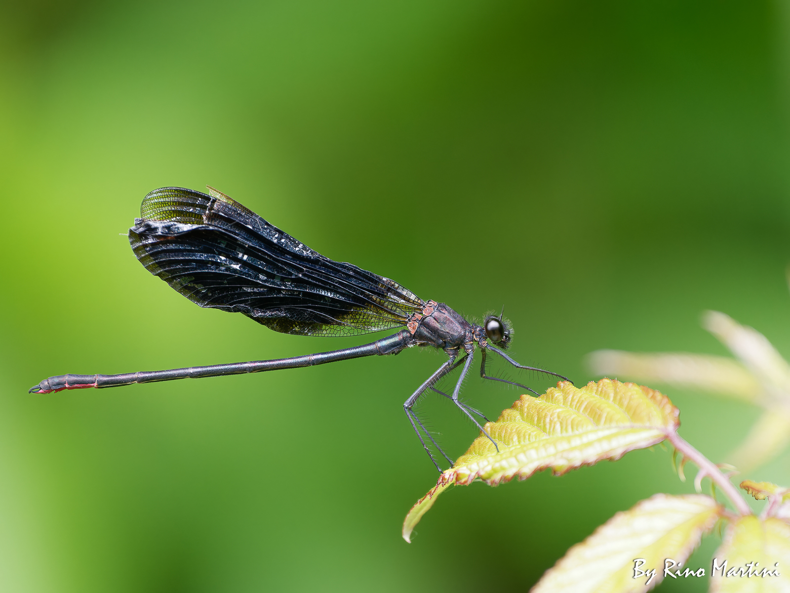 Splendente Culviola (Calopteryx haemorrhoidalis)