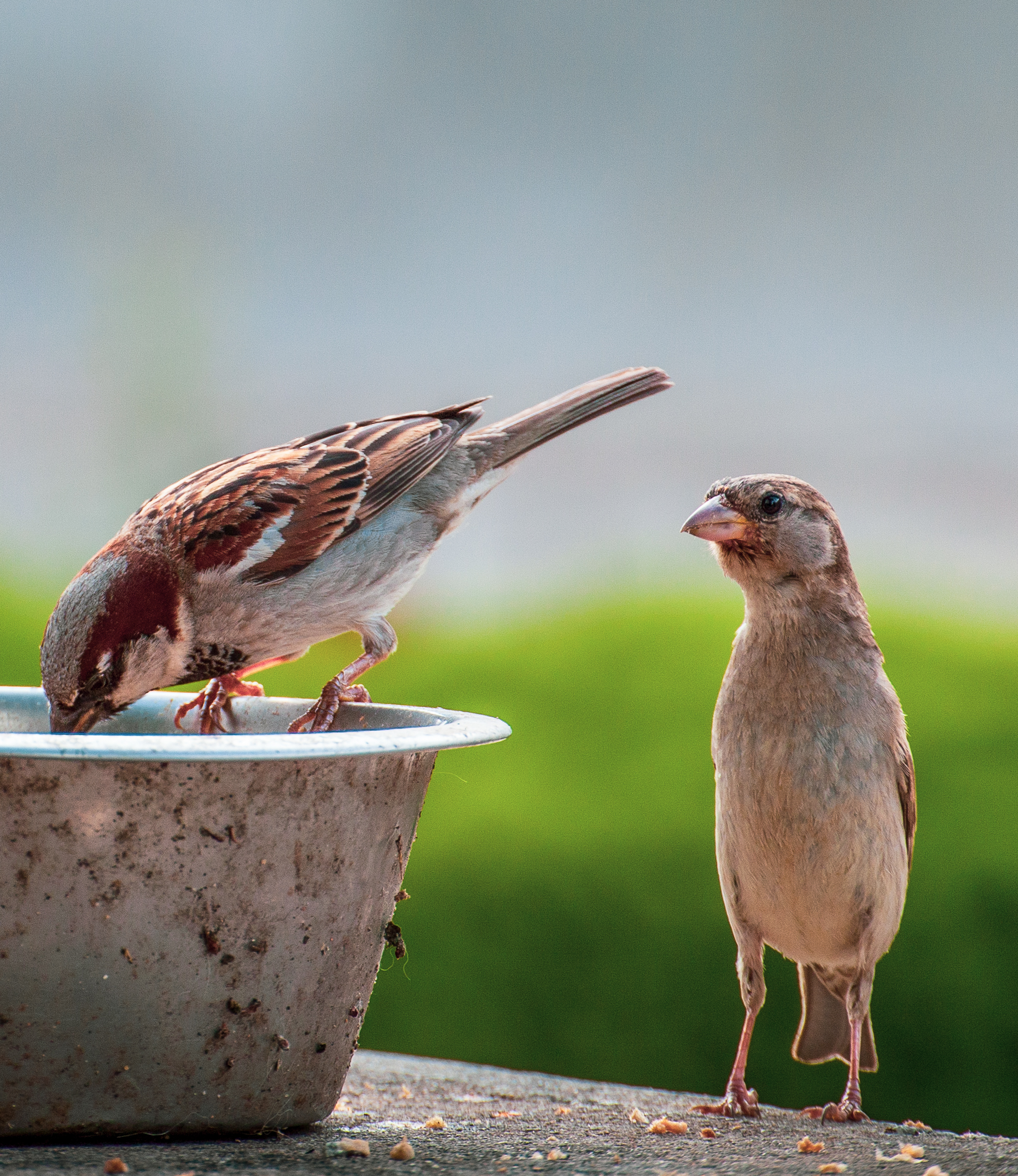 Pranzo passero
