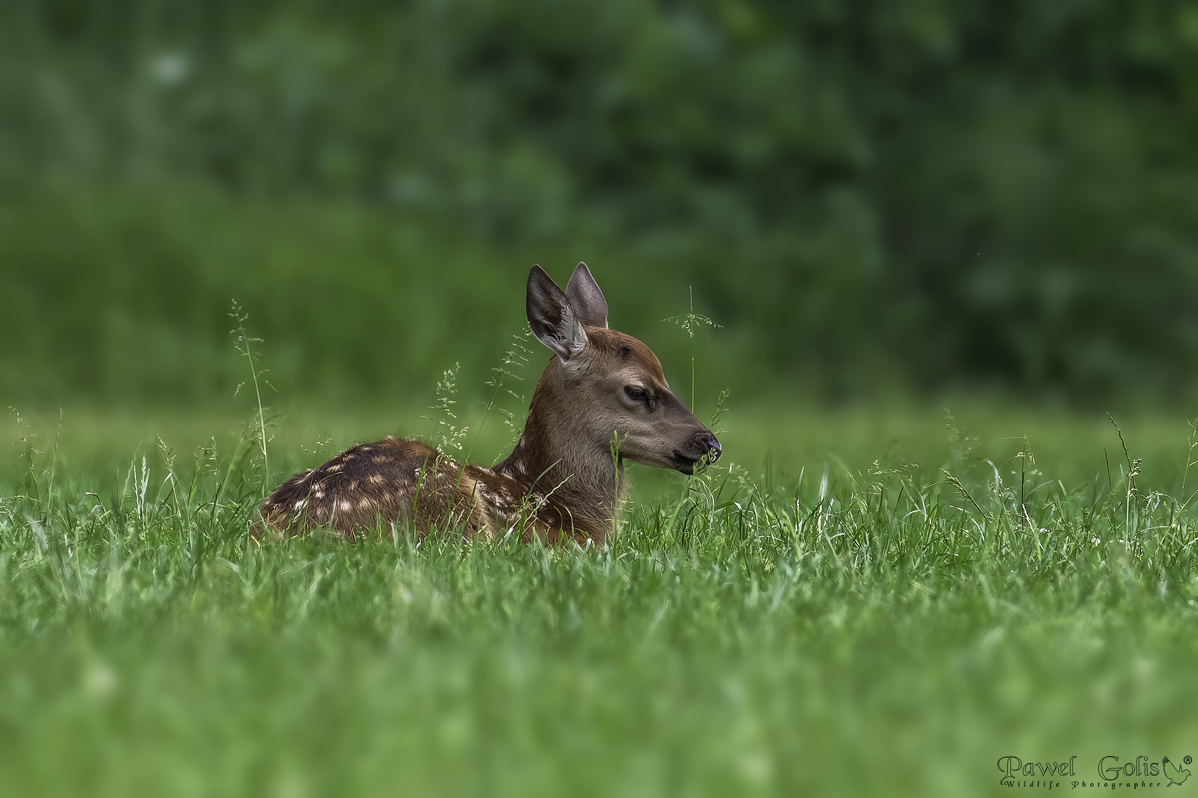 Fallow deer (Dama dama) v2