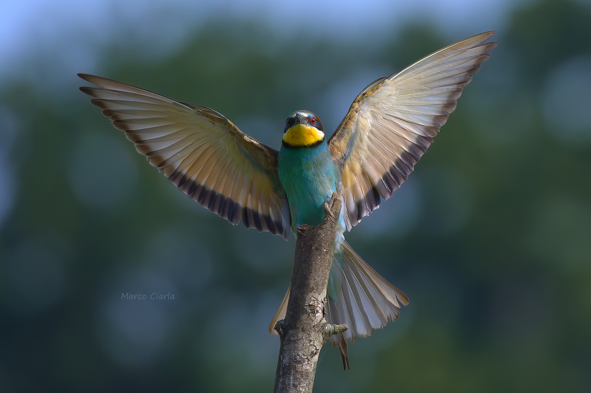 Gruccione (Merops apiaster)
