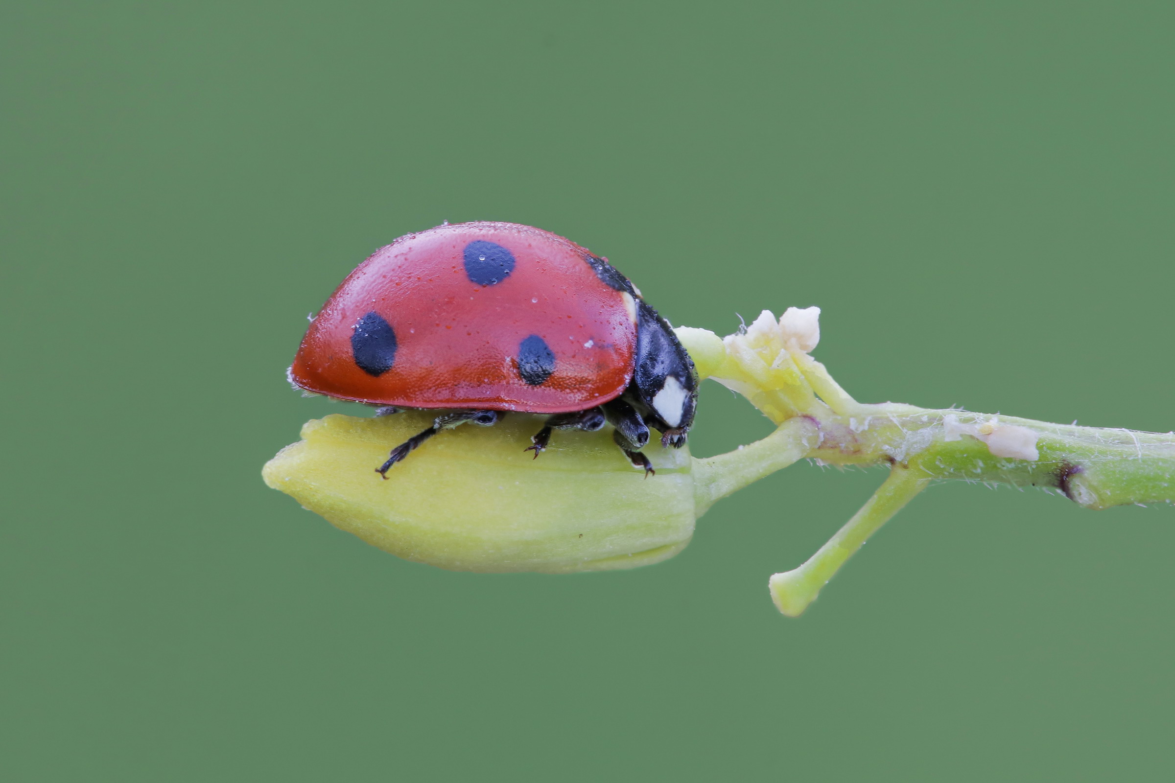 Coccinella septempunctata