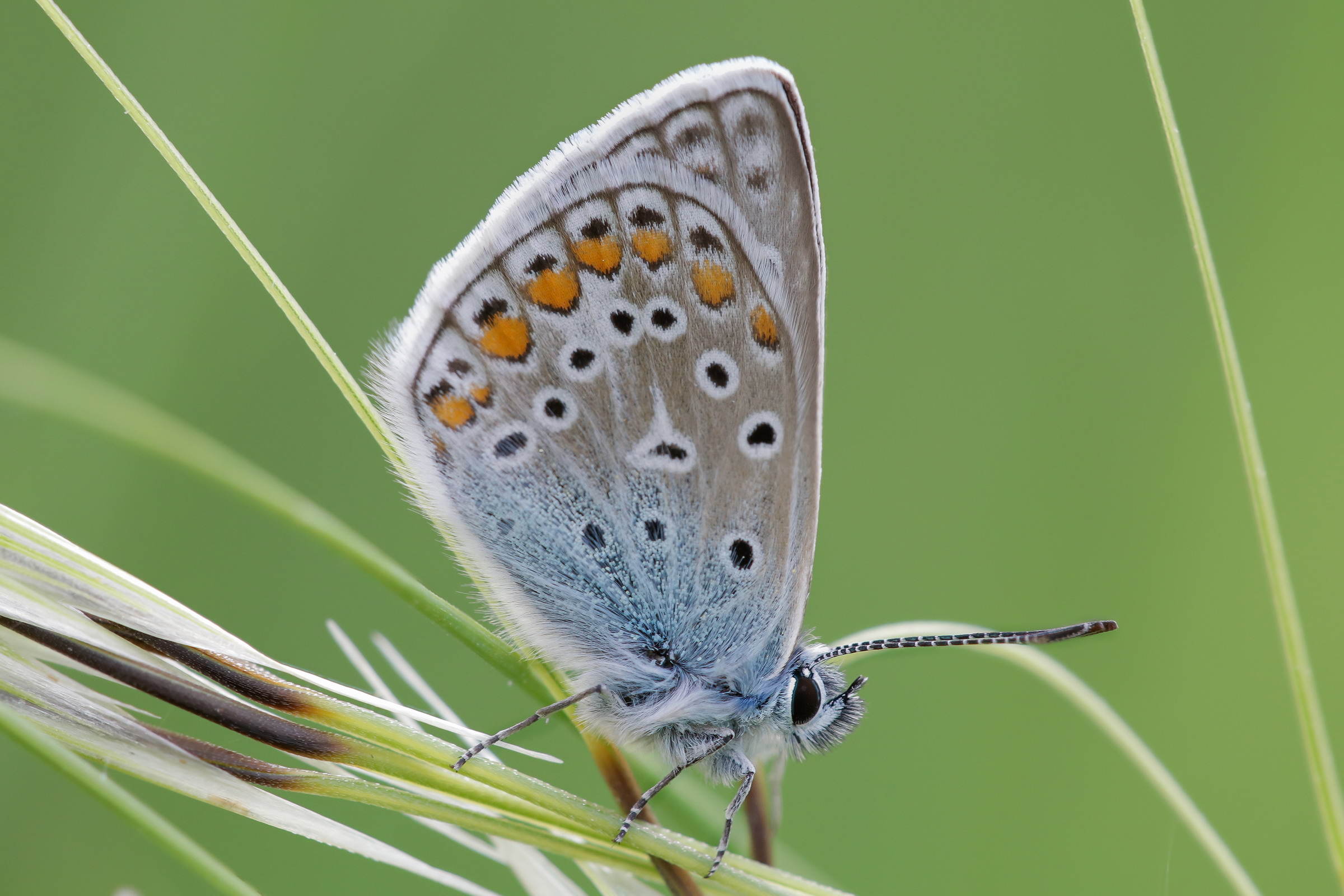 Polyommatus icarus