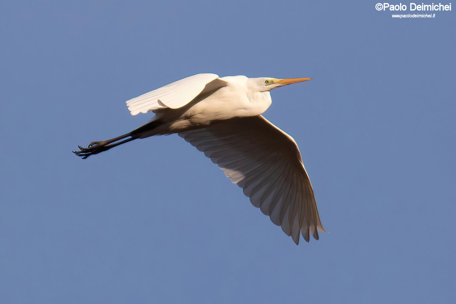 Airone bianco maggiore nel biotopo