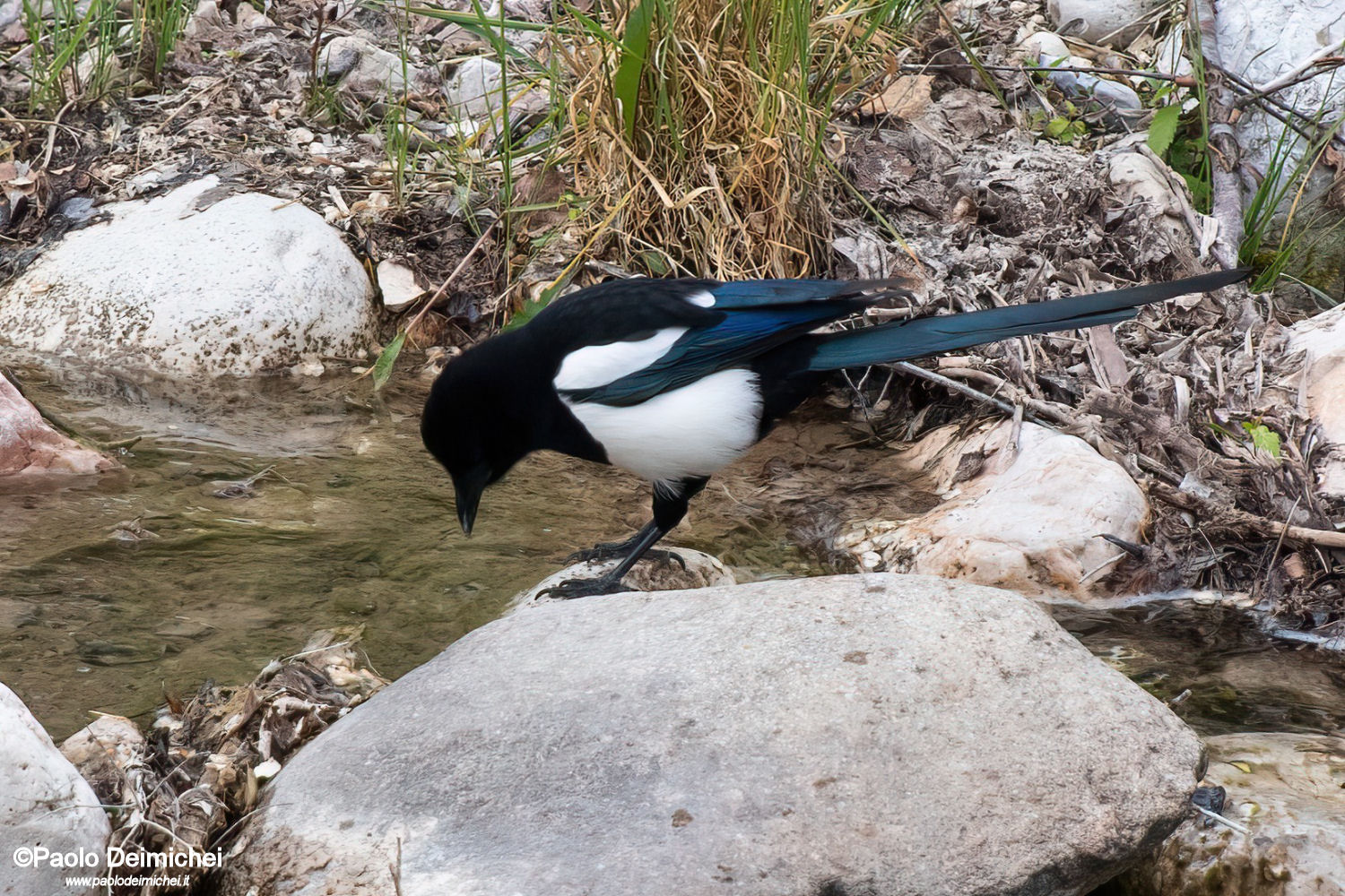 Gazza che si rinfresca nel torrente