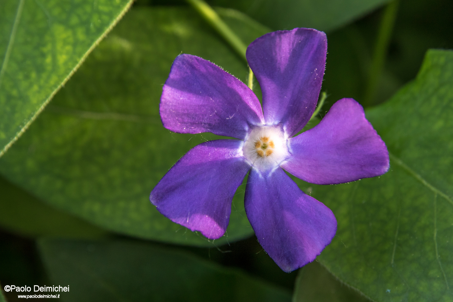 Greater periwinkle in the biotope