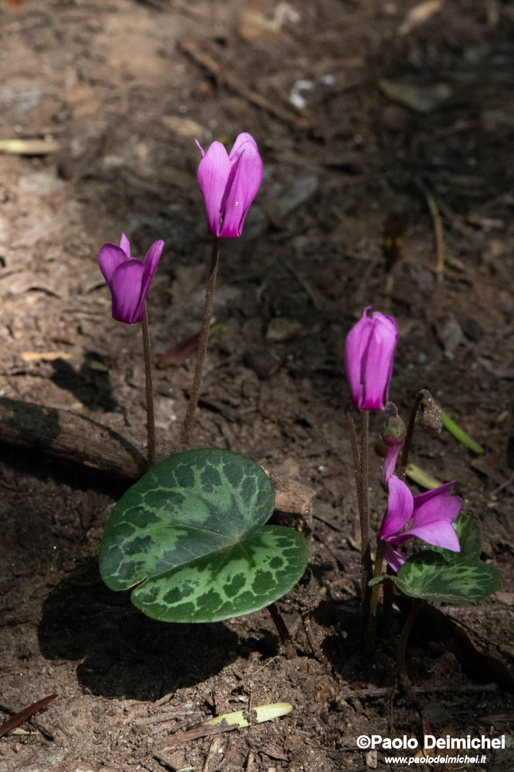 Group of cyclamen in the biotope