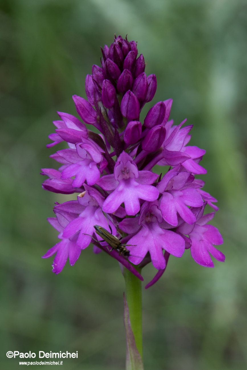 Pyramidal orchid at the City Forest