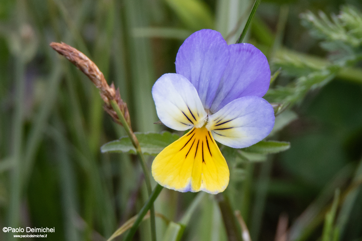 Tricolor violet with macro magnification