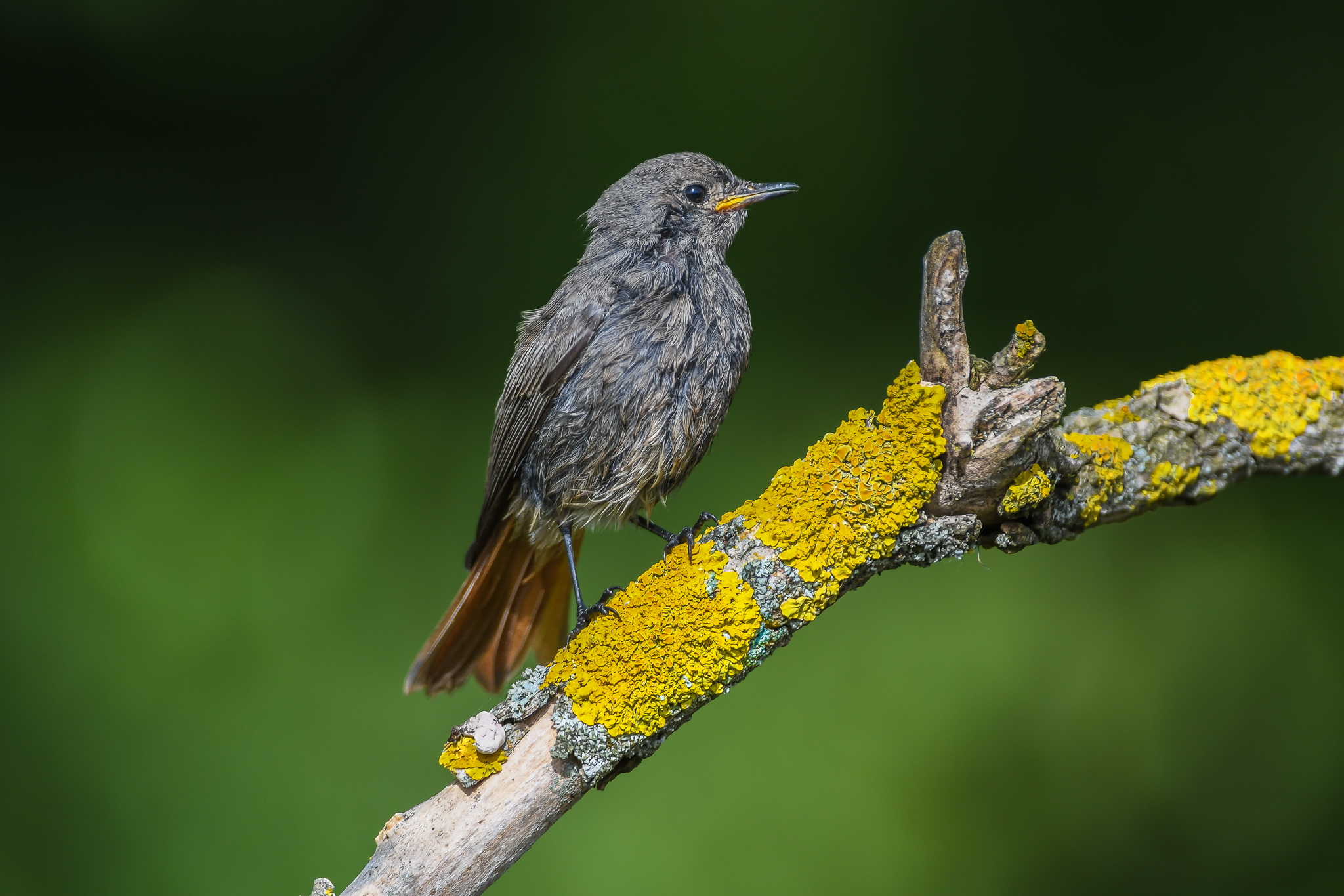 Giovane Codirosso spazzacamino