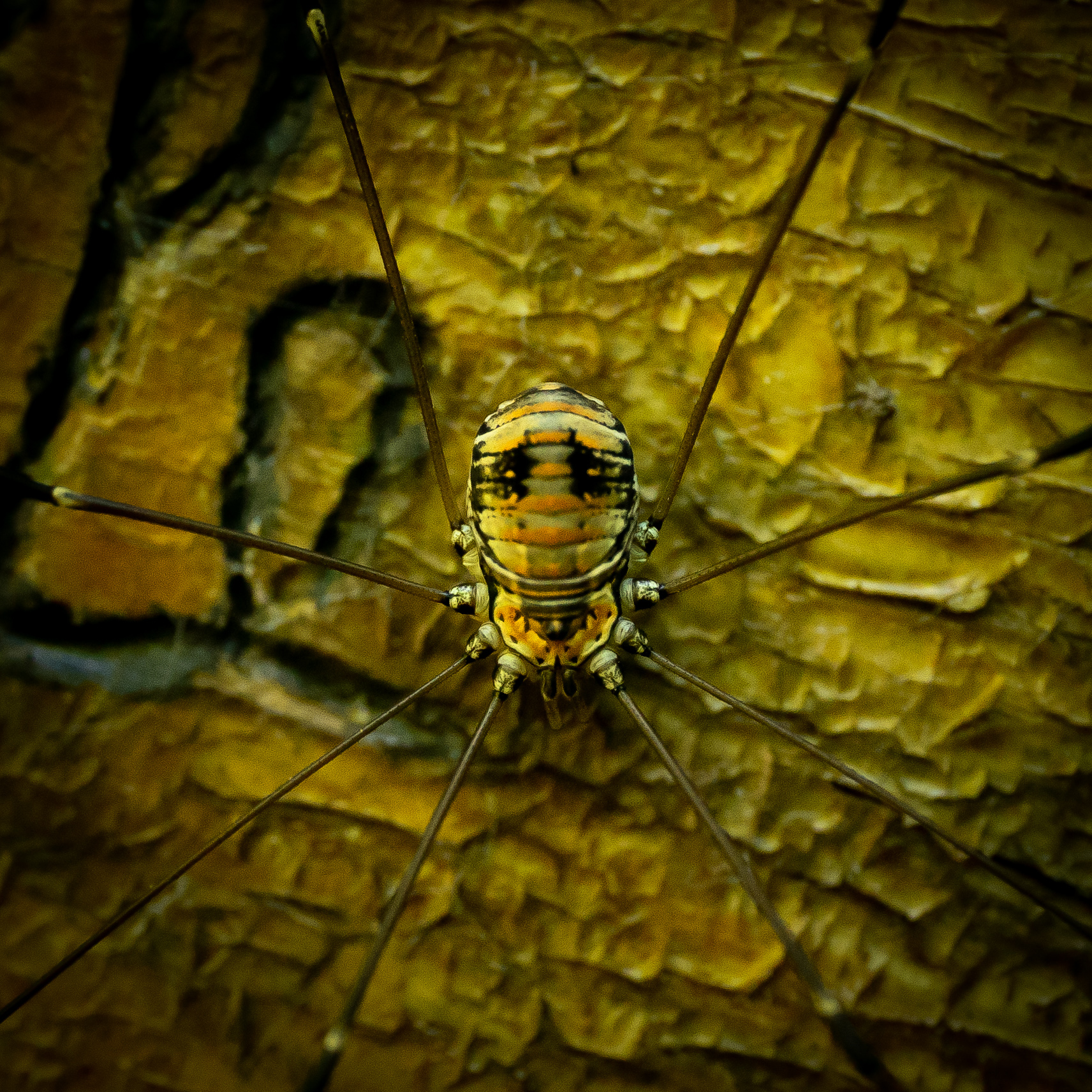 Leiobunum