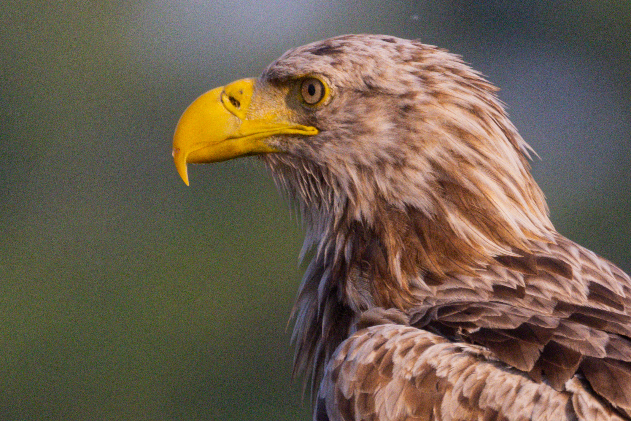 White-tailed Sea Eagle