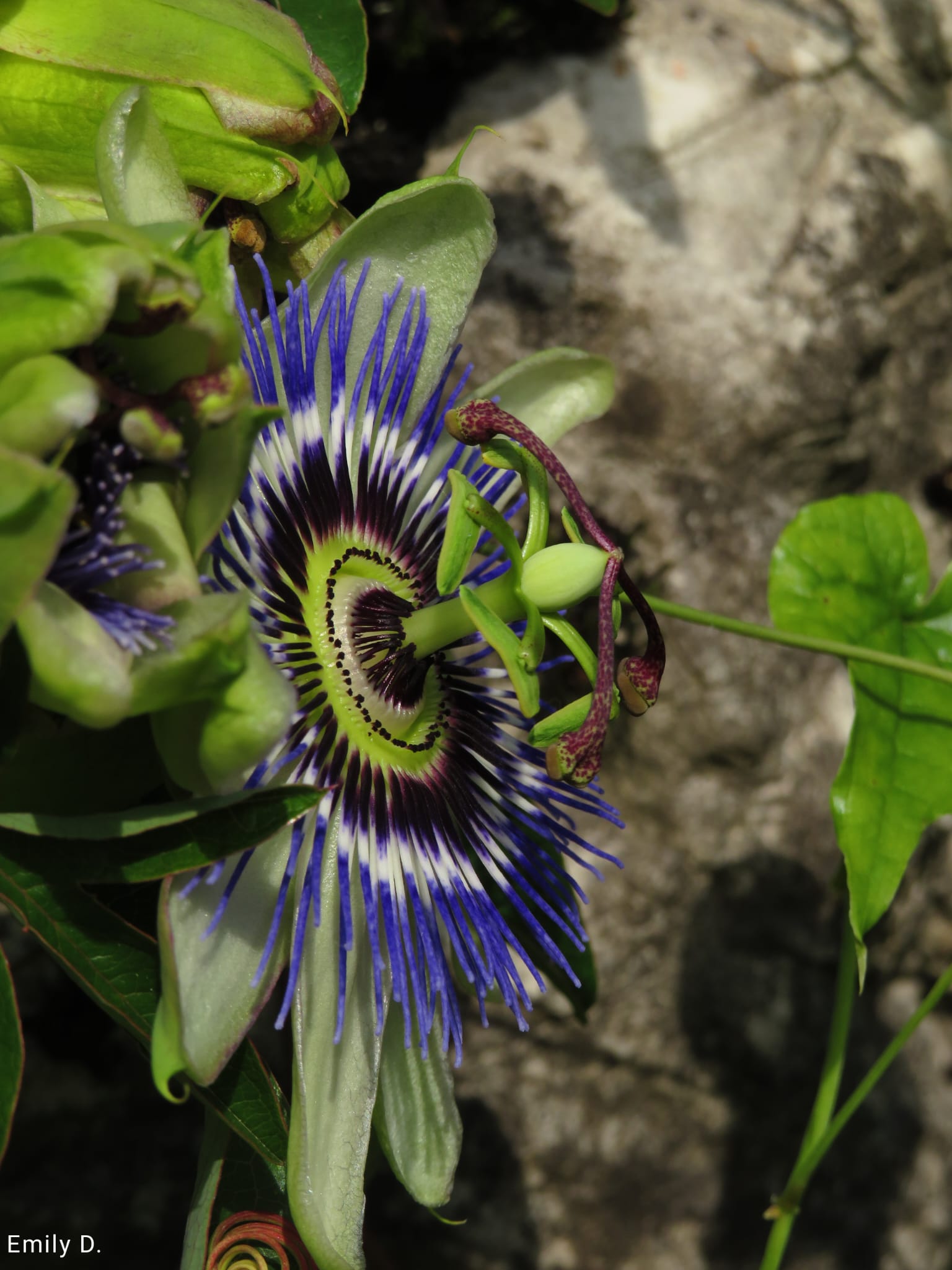 Passiflora
