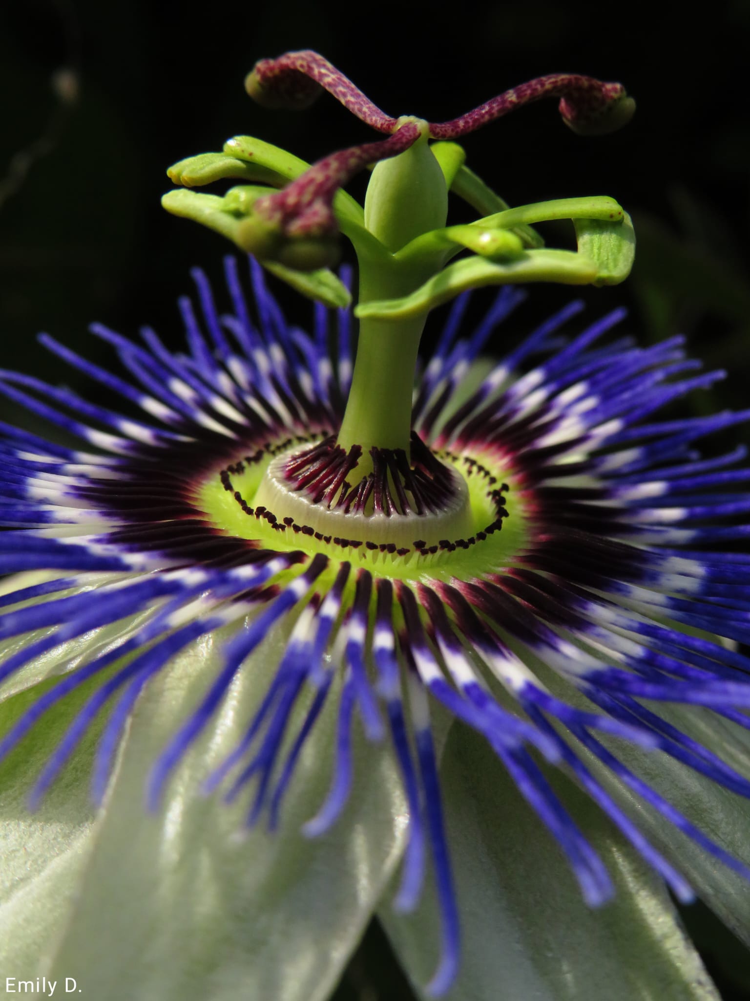 Passion fruit