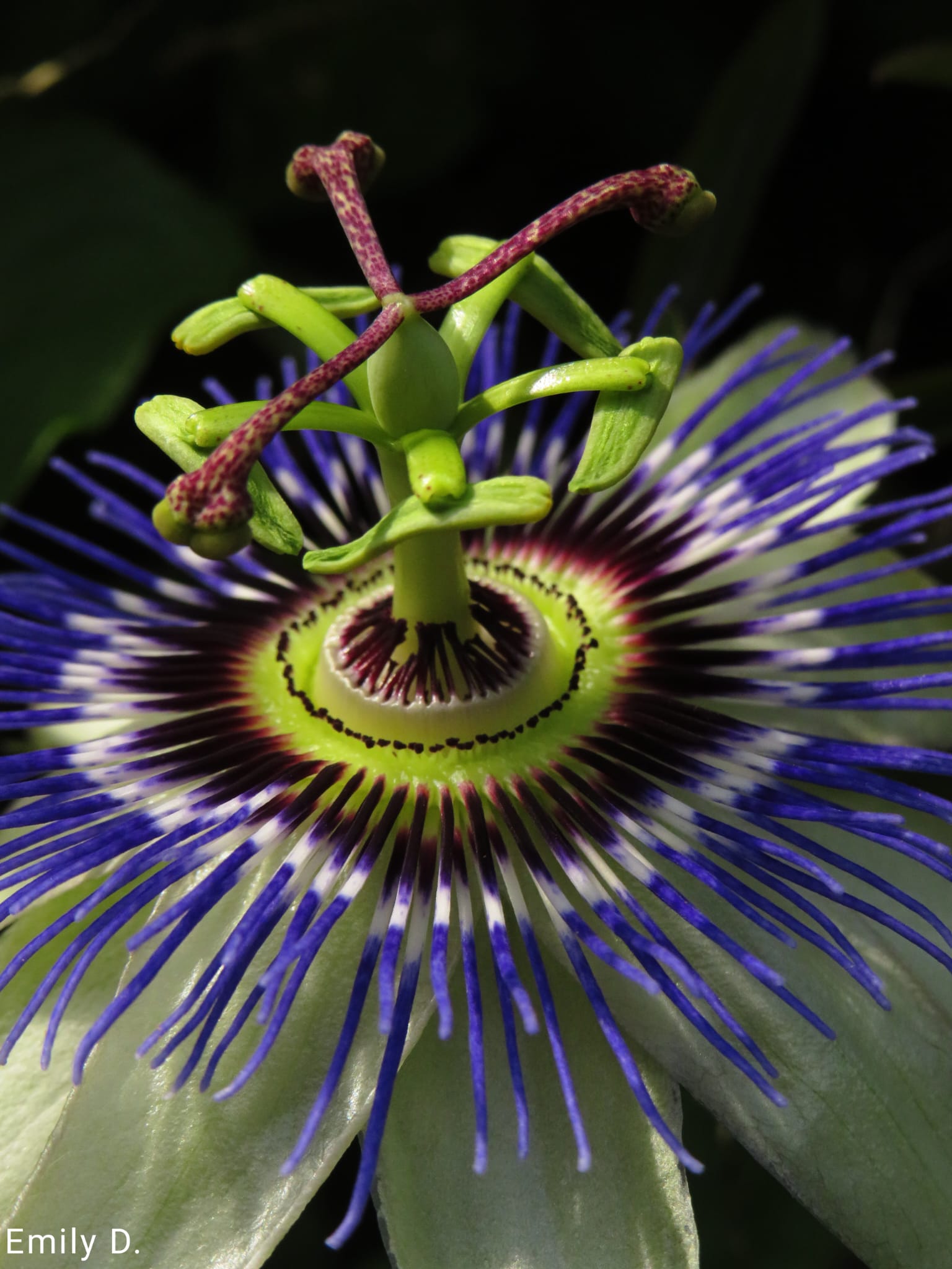 Passiflora