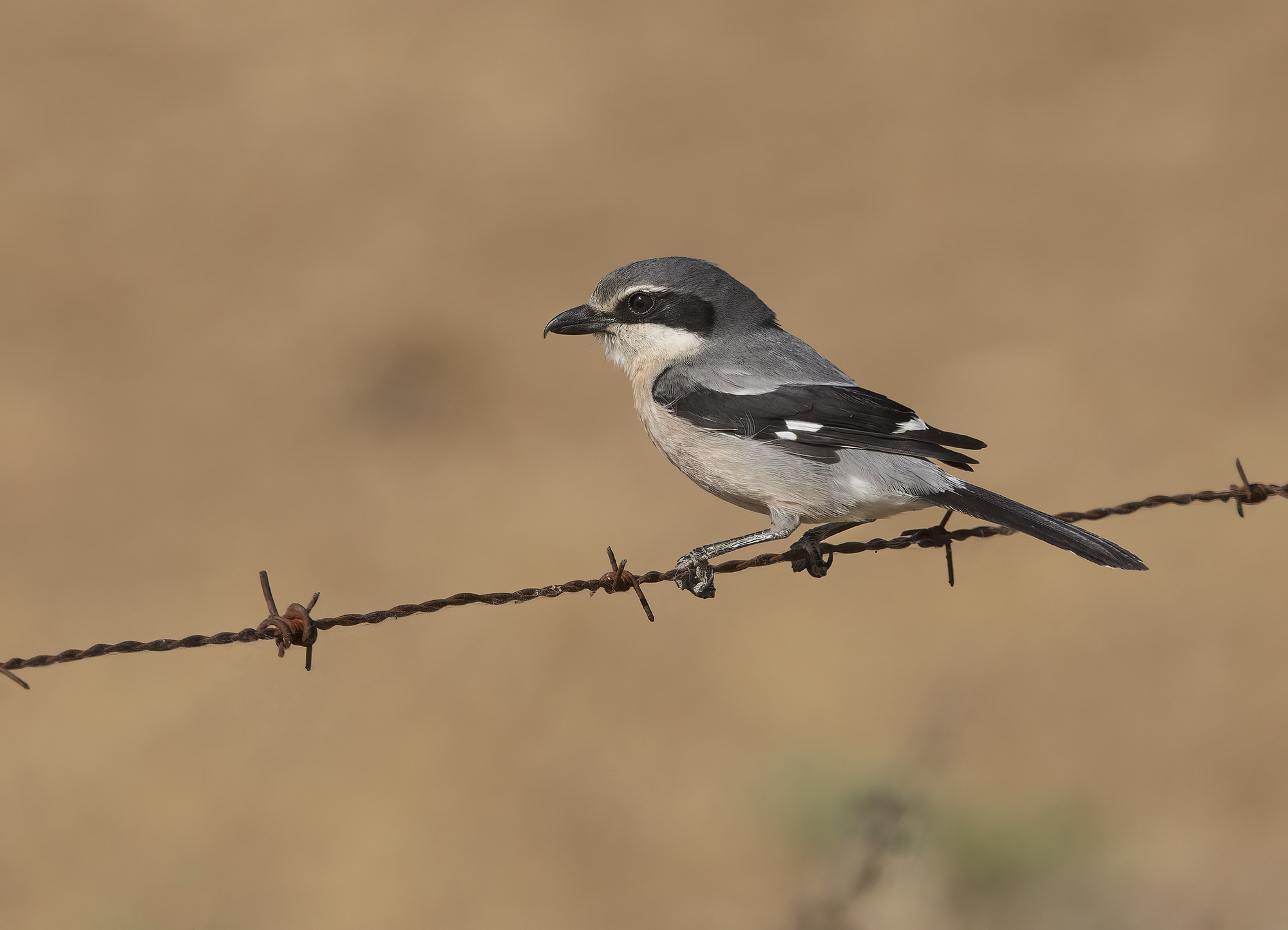 averla meridionale (lanius meridionalis)