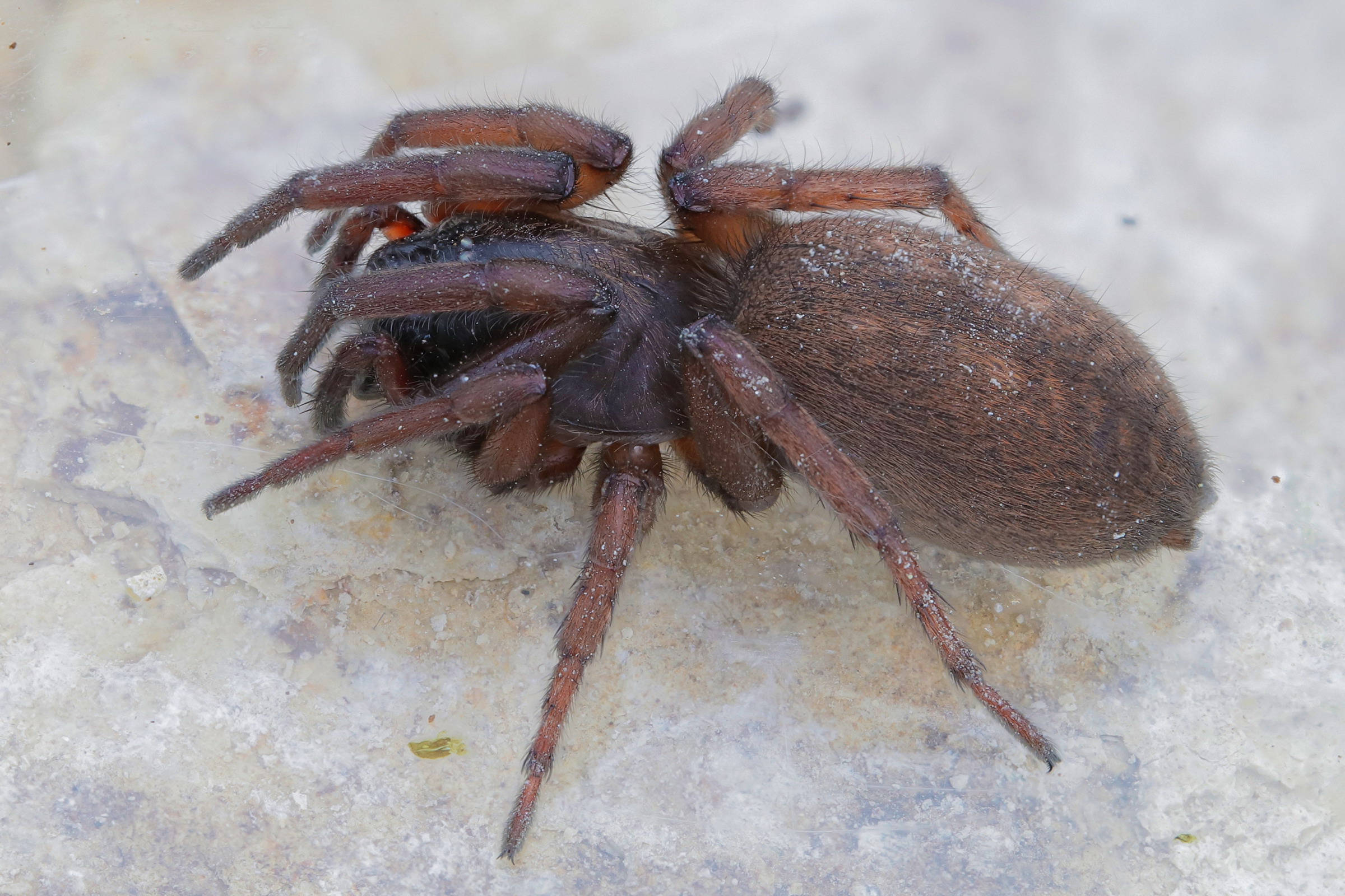 Gnaphosidae sp.