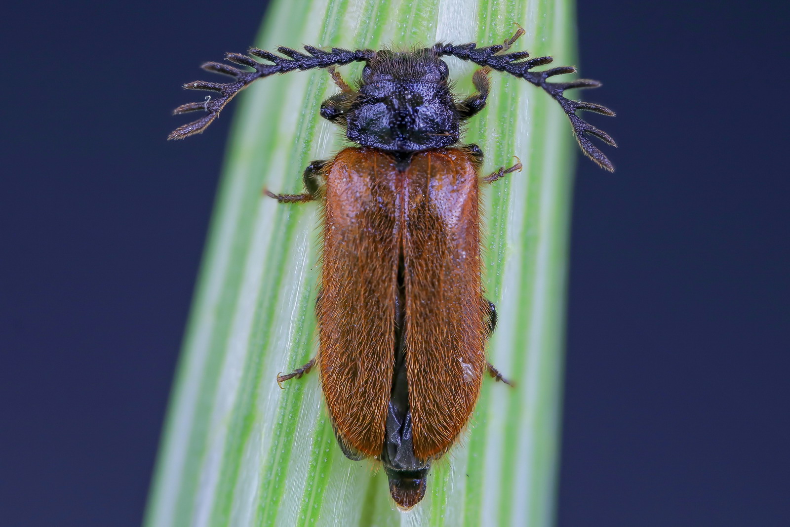 Photos of April 2023. Focus stacking of 9 shots.