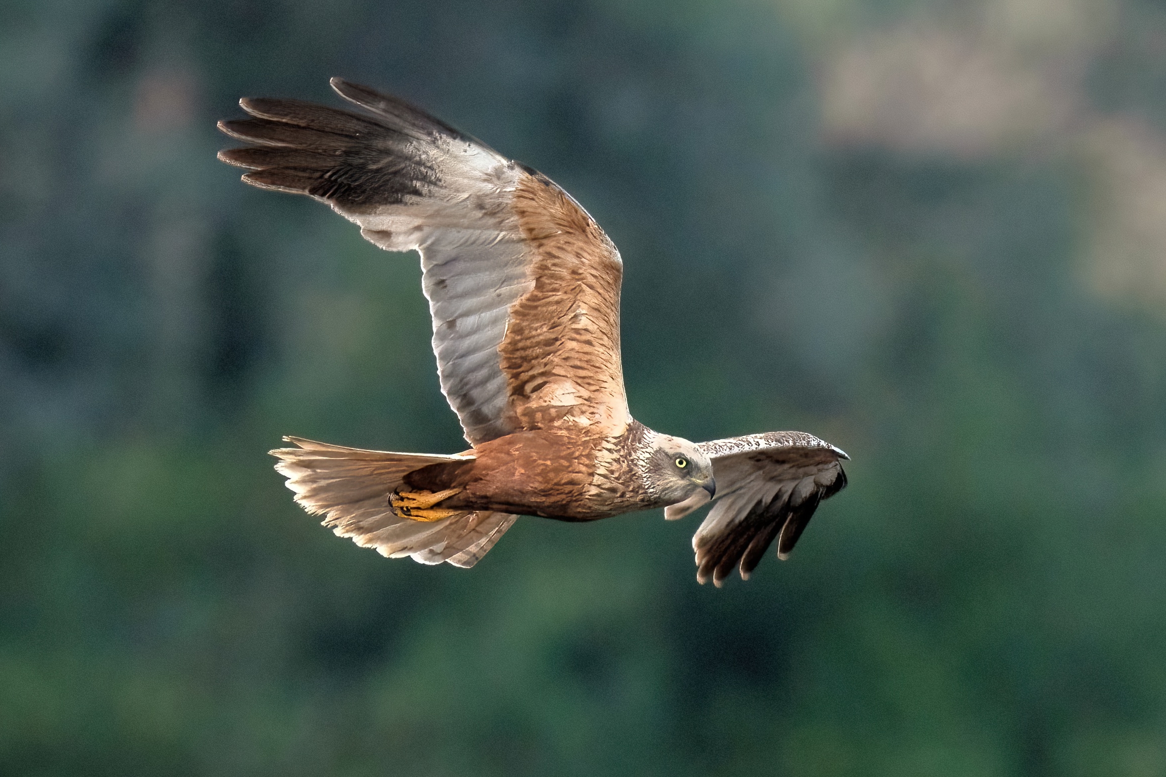 Marsh harrier (Circus aeruginosus) male