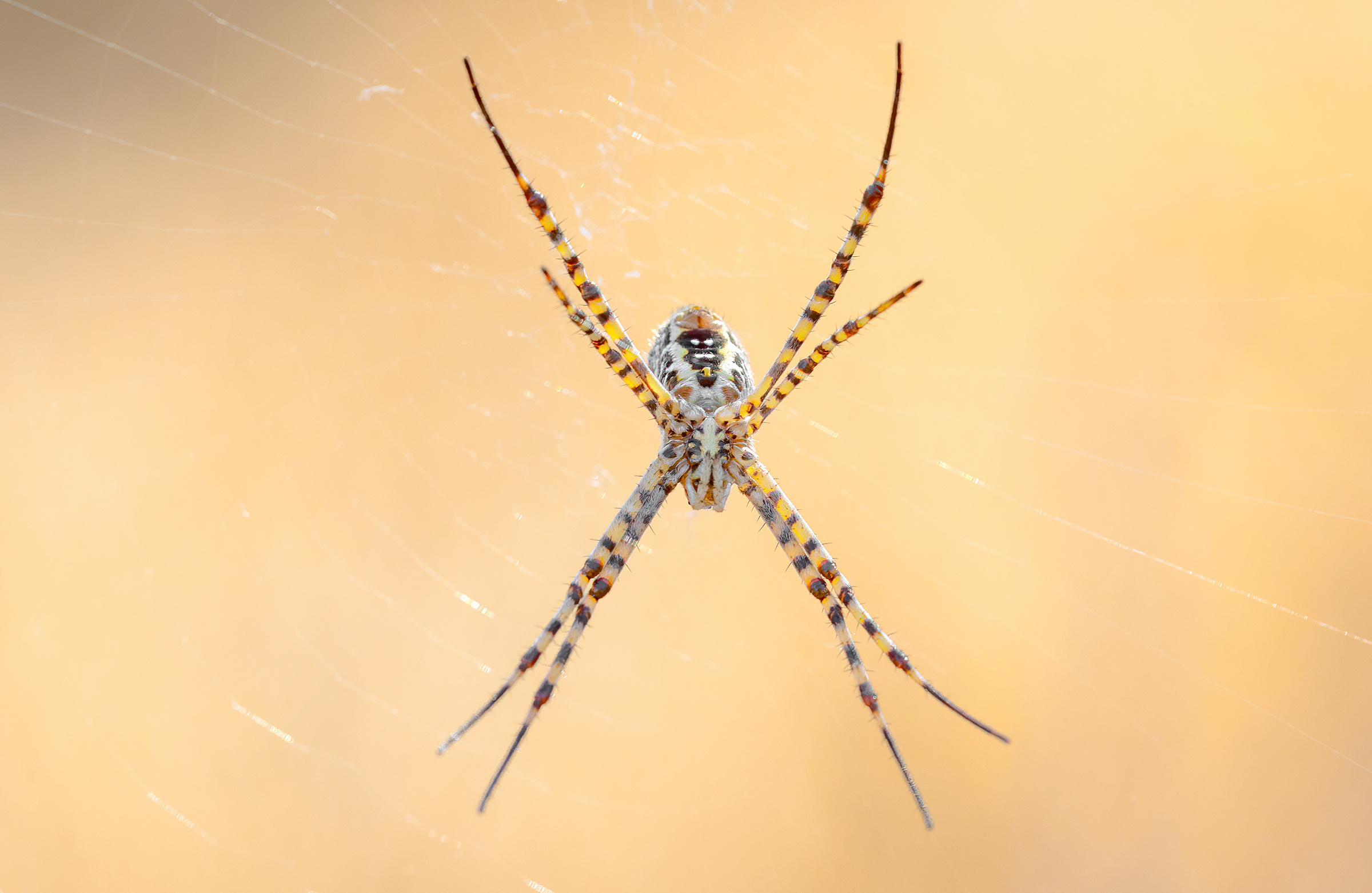 Argiope trifasciata