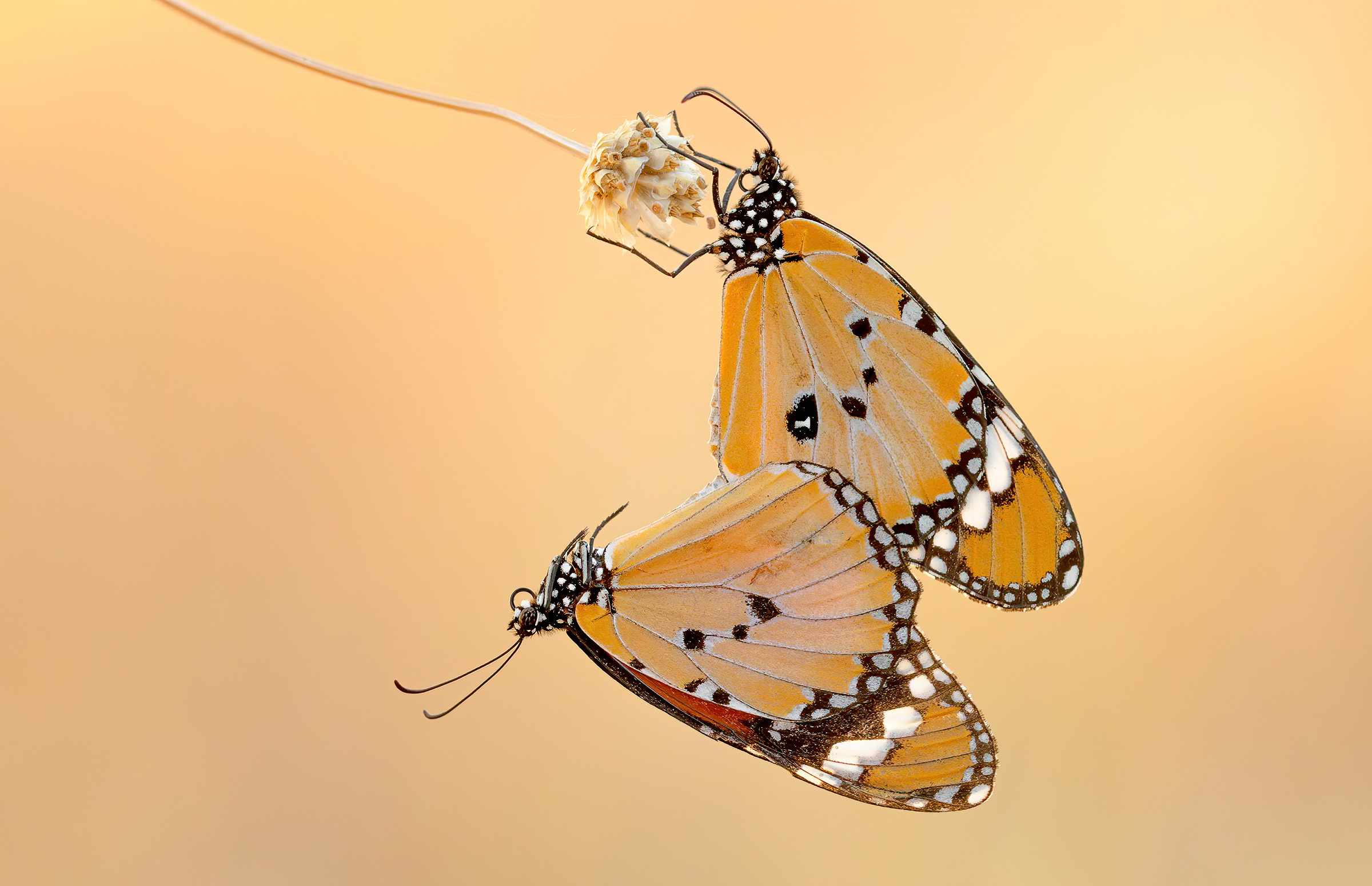 Danaus chrysippus