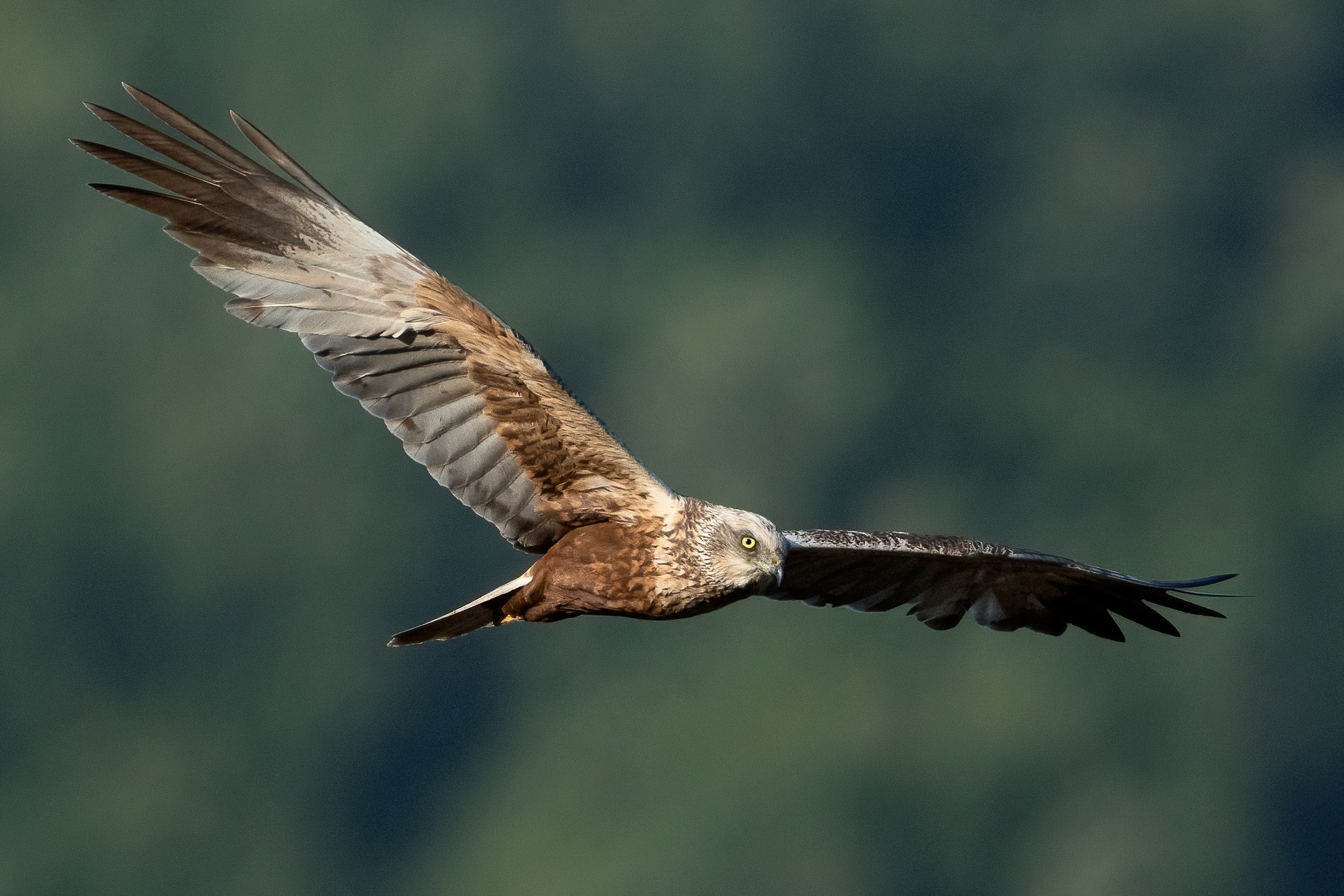 Marsh harrier (Circus aeruginosus)