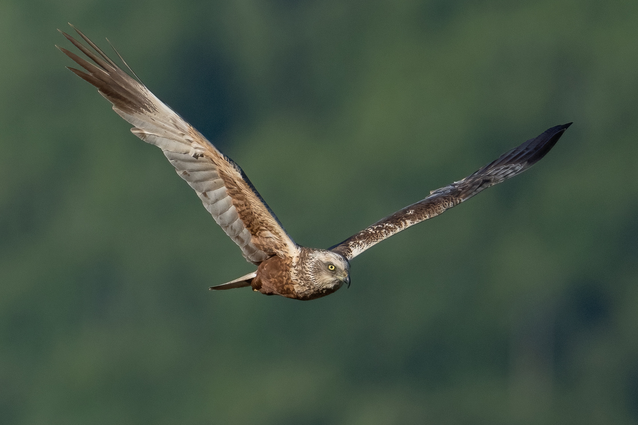 Marsh harrier (Circus aeruginosus)