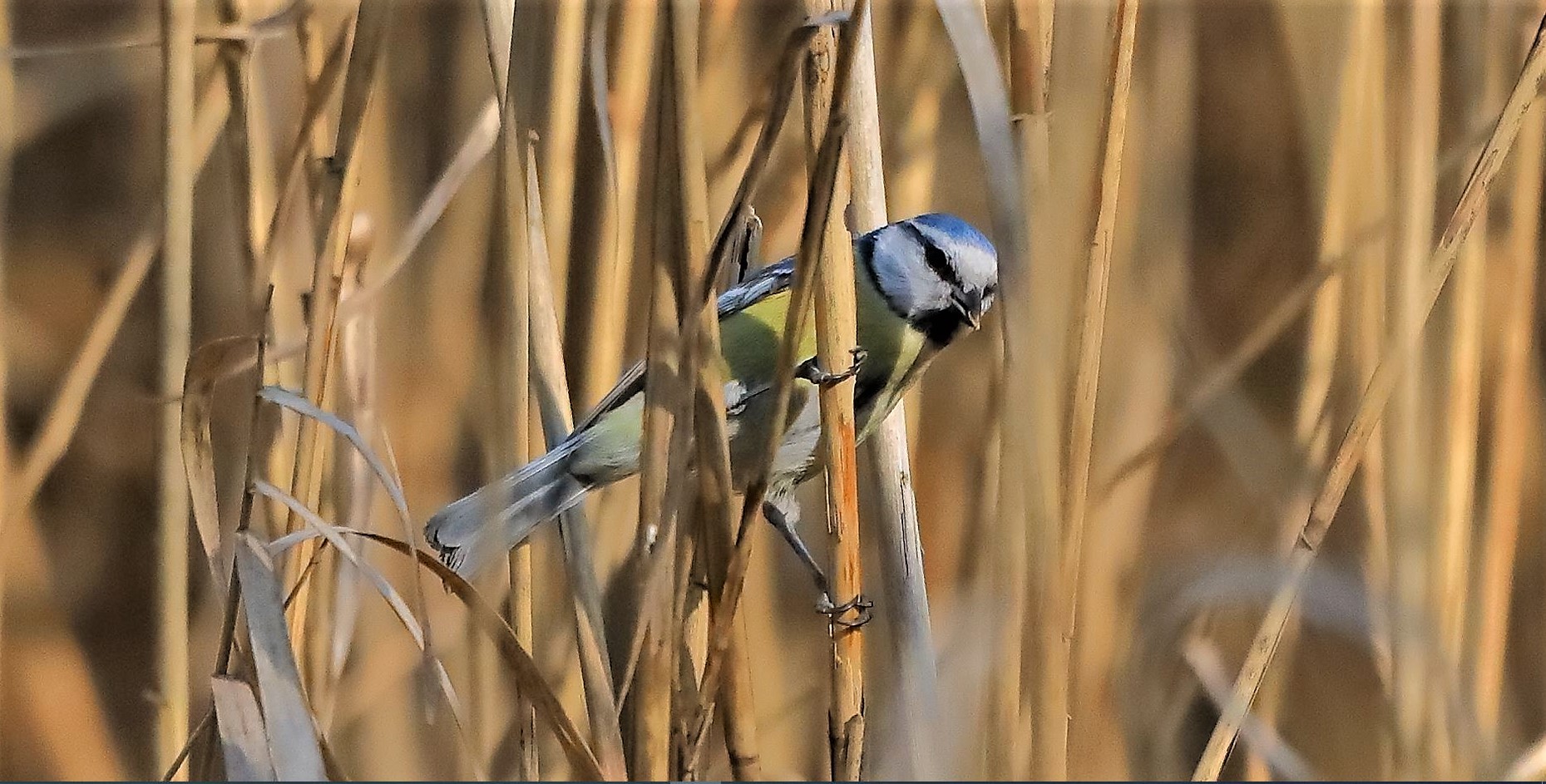 Cinciarella 22-03-2023
