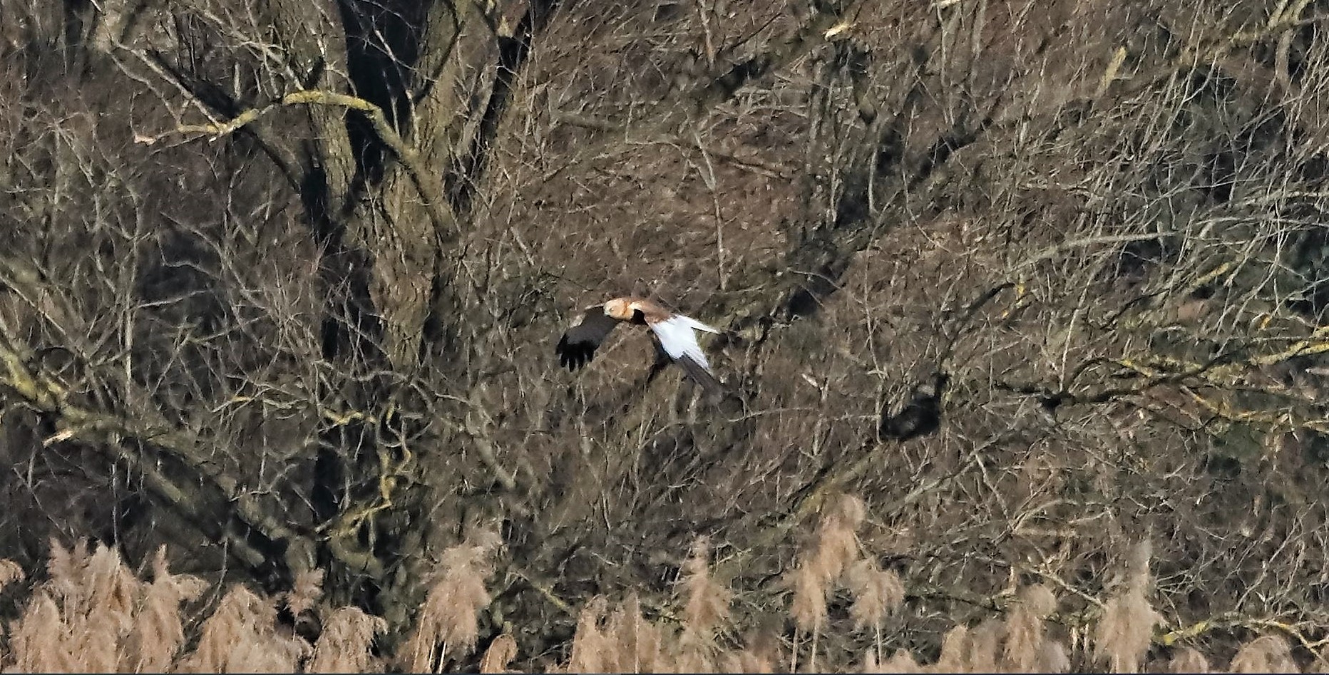 Falco di palude 03-02-2023