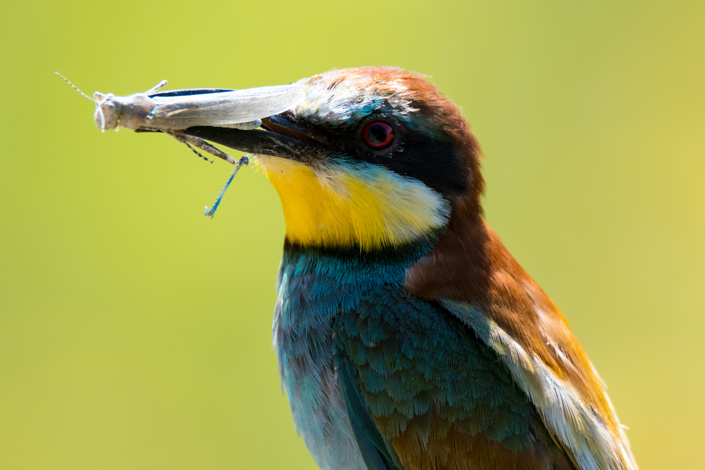 Bee-eater with dragonfly