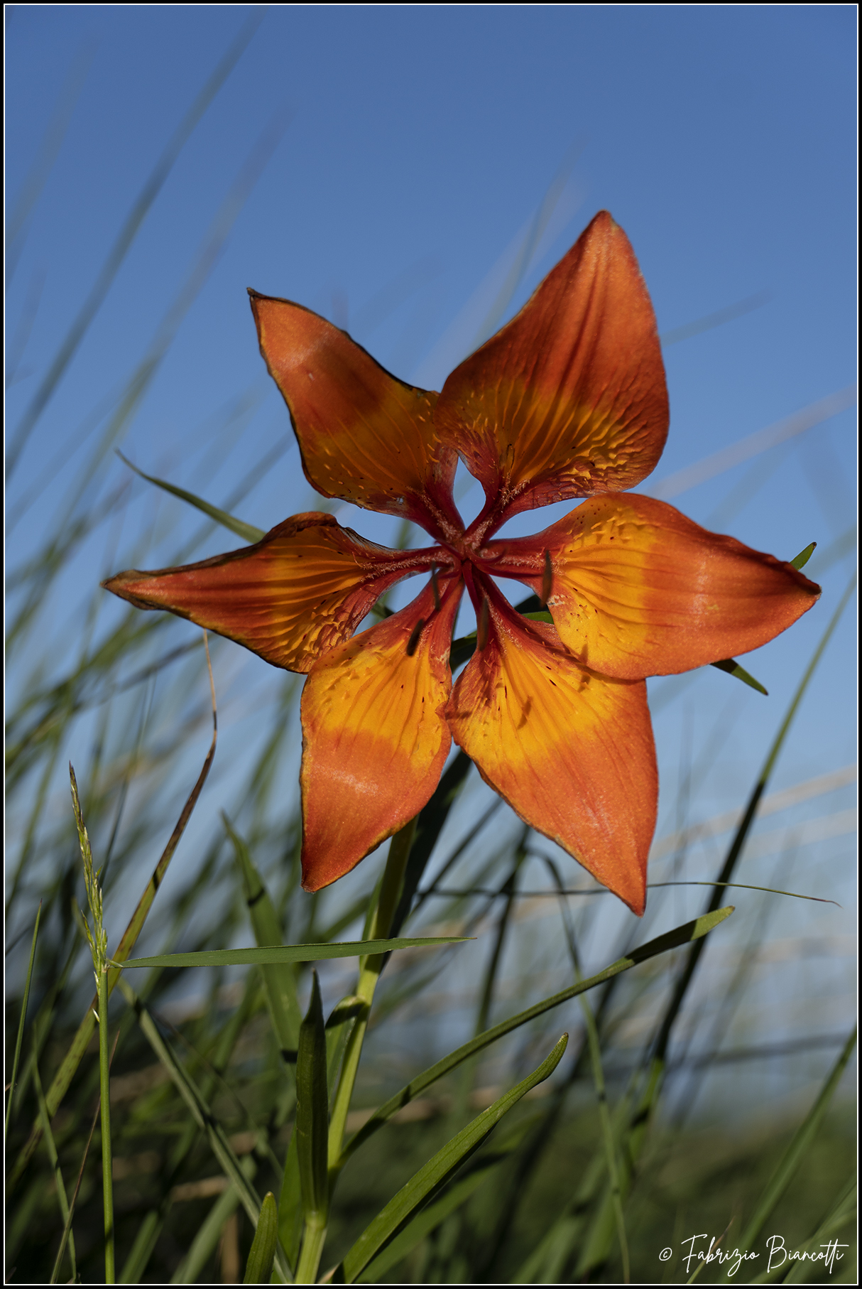 Wild mountain lily