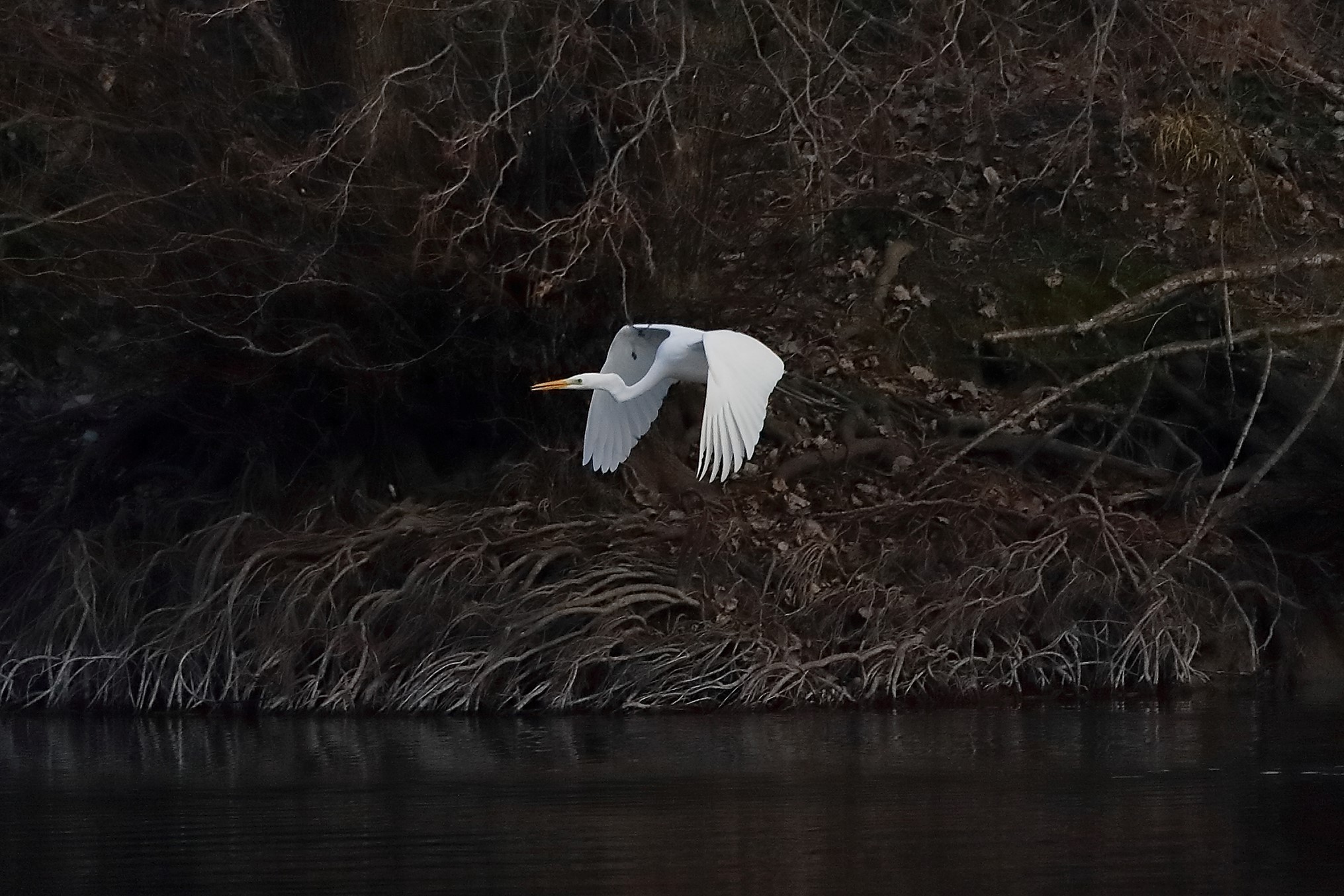 Airone BM 04 marzo 2023