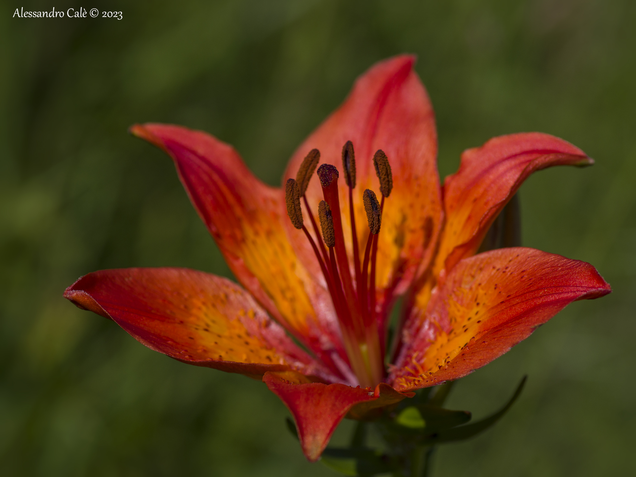 Lilium bulbiferum (Lily of St. John) 2693