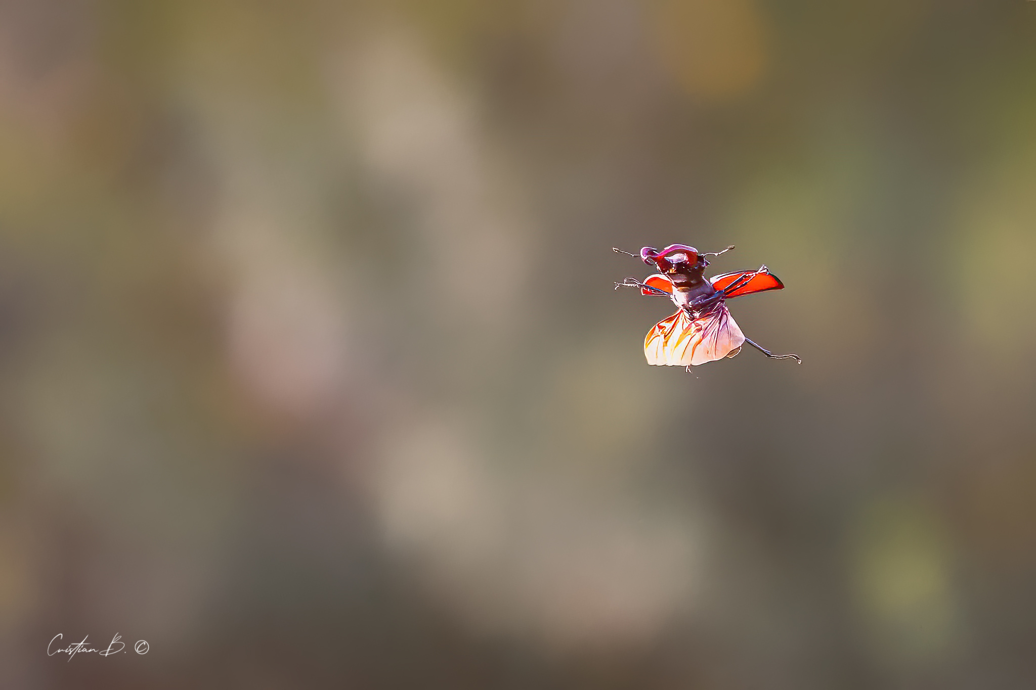 Lucanus cervus in flight.