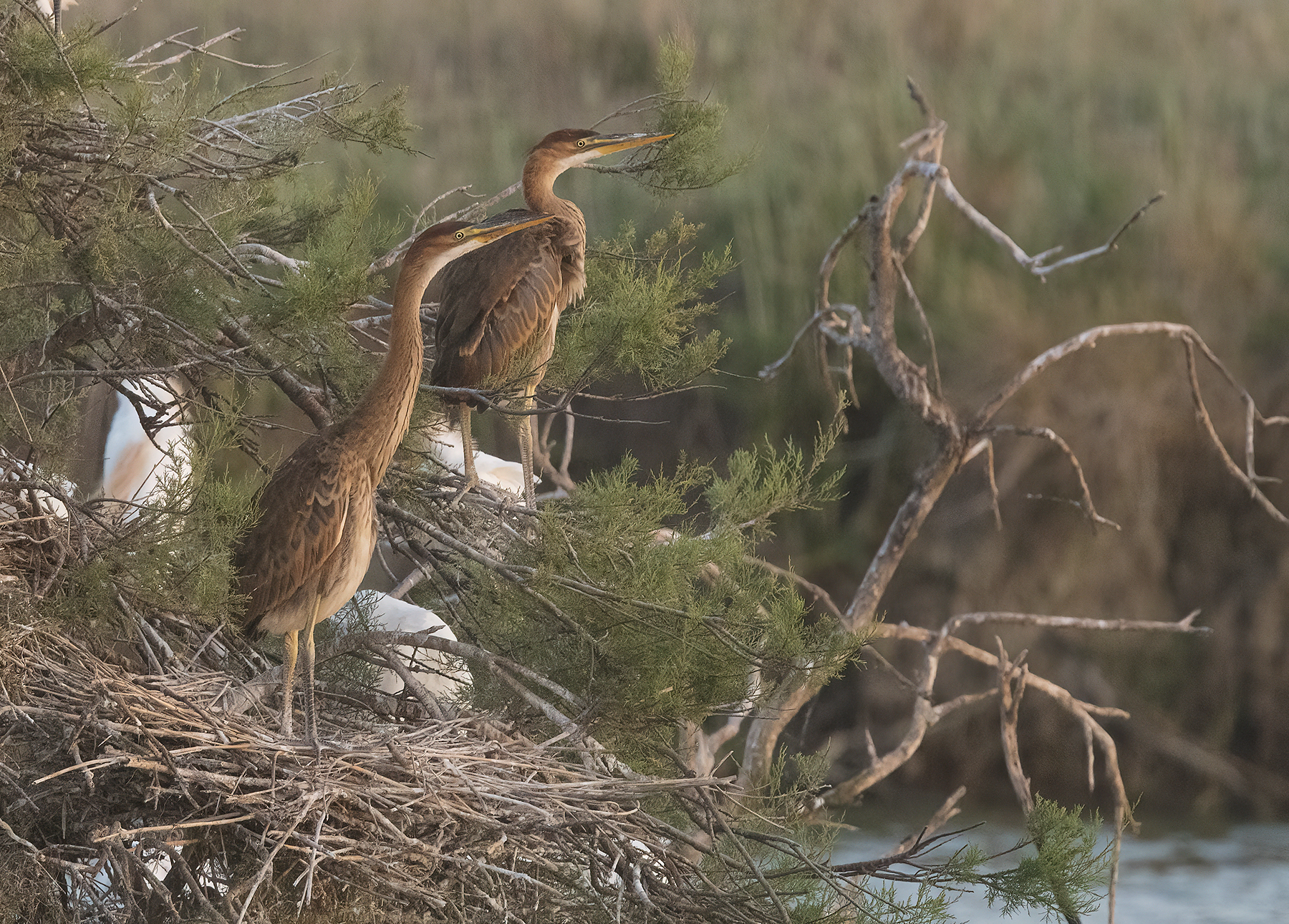 .....ormai grandi..ma sempre lontani